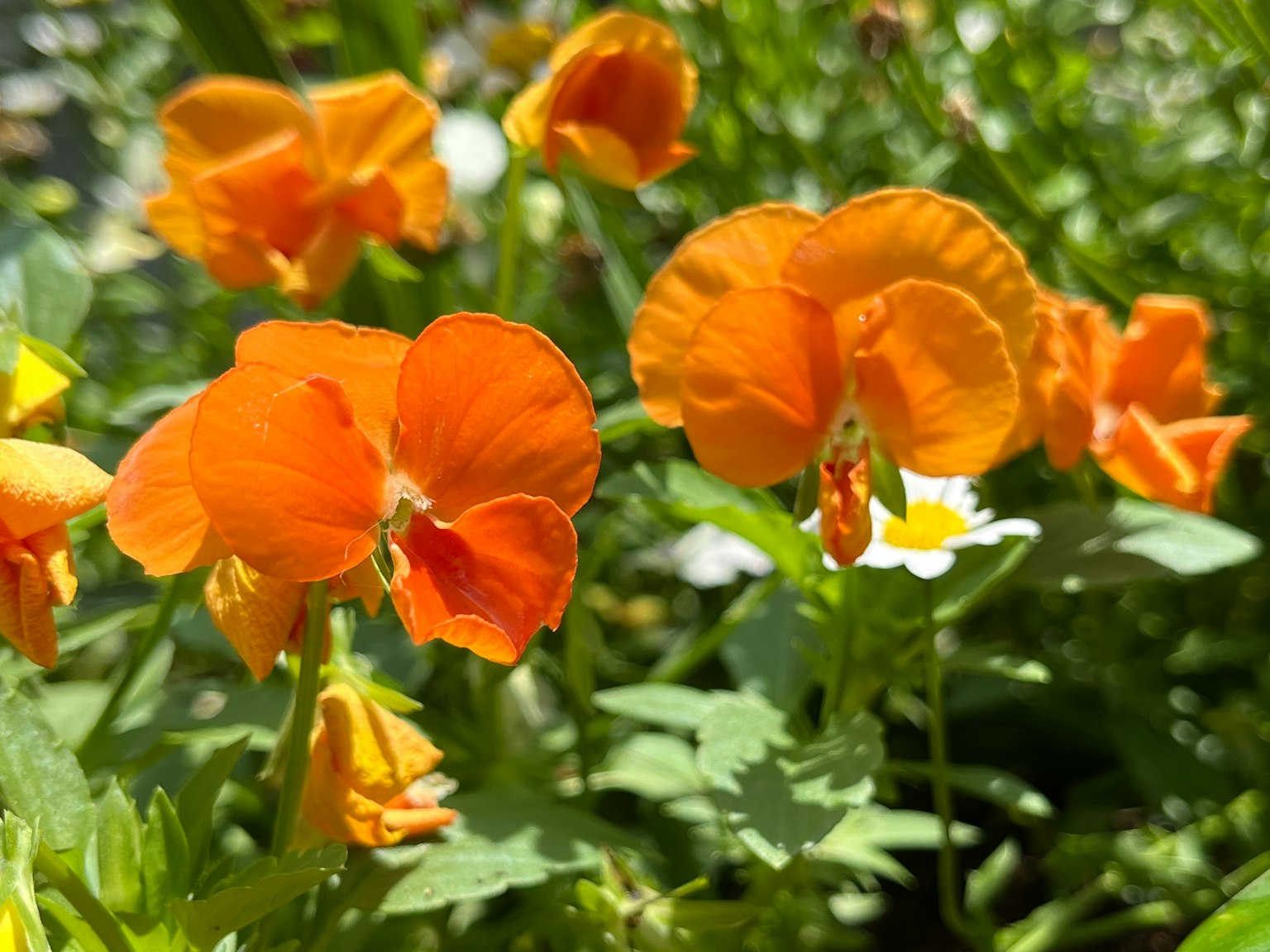 Lebendige orangefarbene Blumen mit grünen Blättern in einem Garten