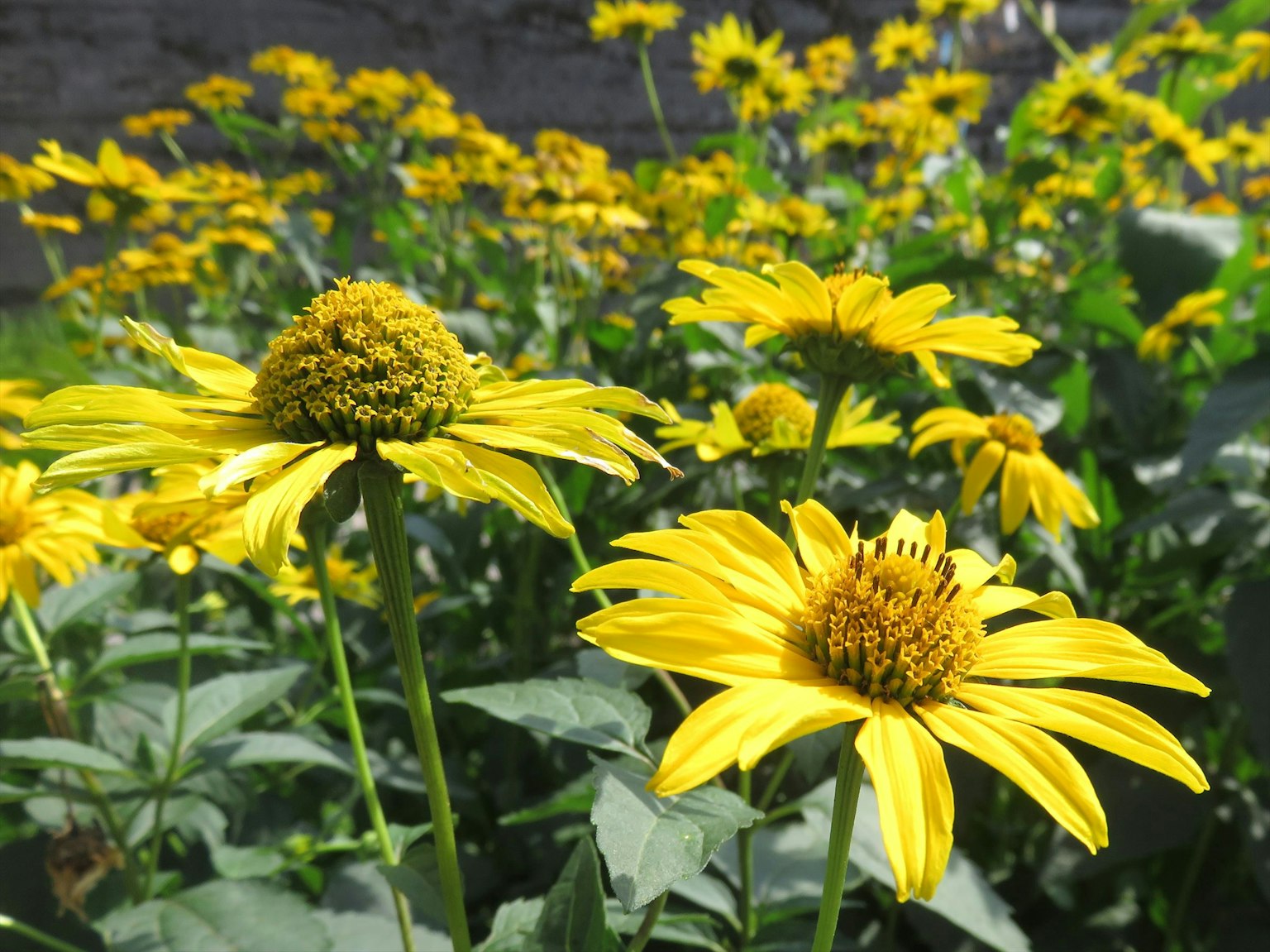 Flores amarillas vibrantes floreciendo en un jardín con hojas verdes exuberantes y un fondo de más flores amarillas