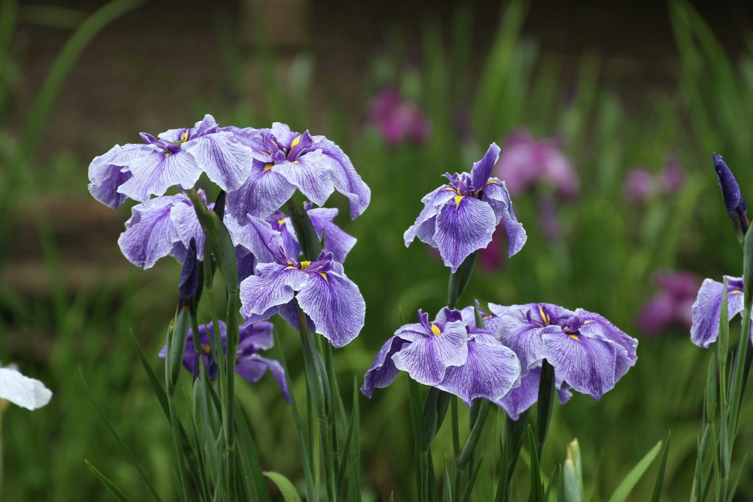 Eine schöne Gartenszene mit blühenden lila Irisblumen
