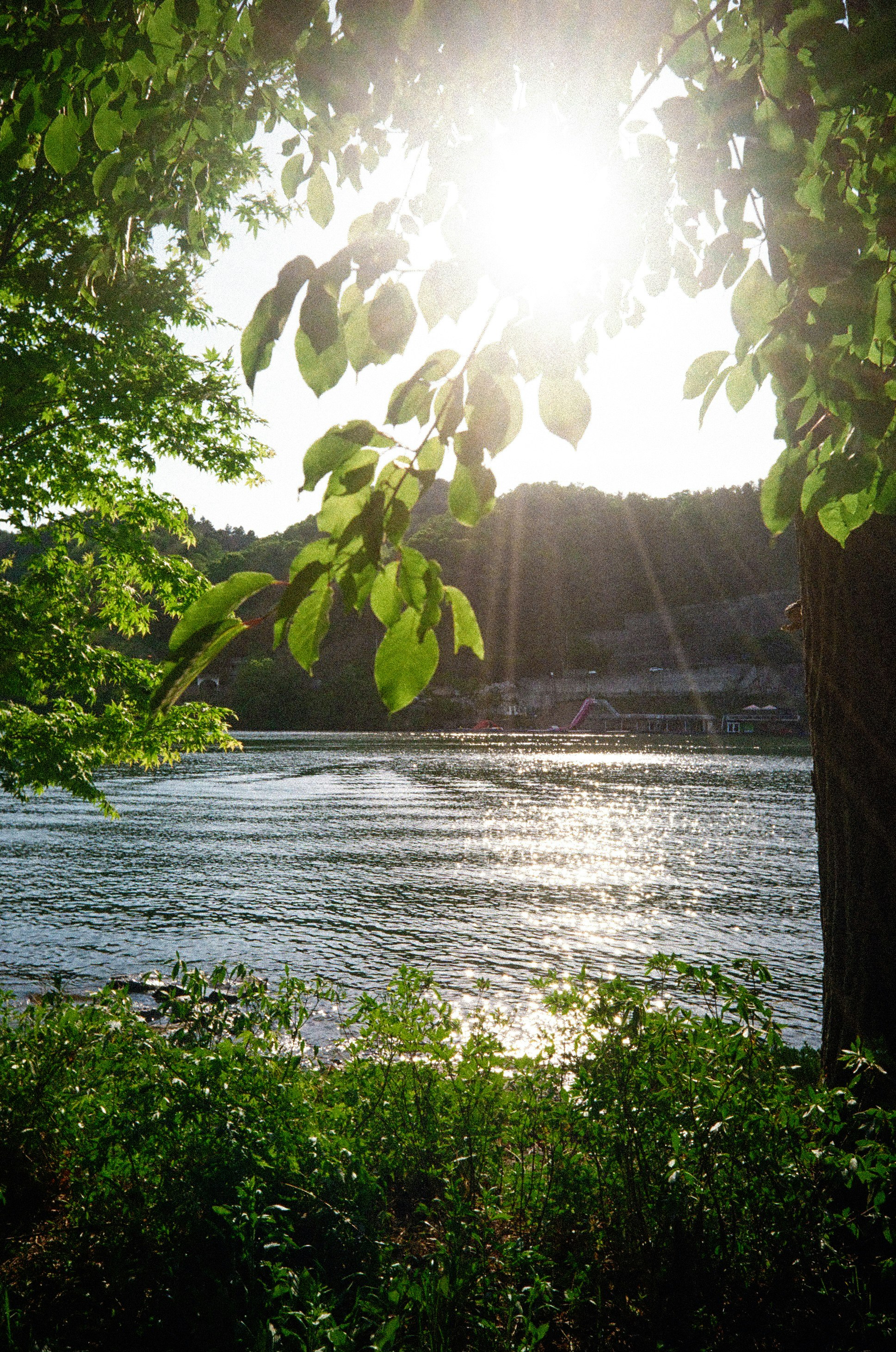 木々の葉越しに川面へ差し込む夕日