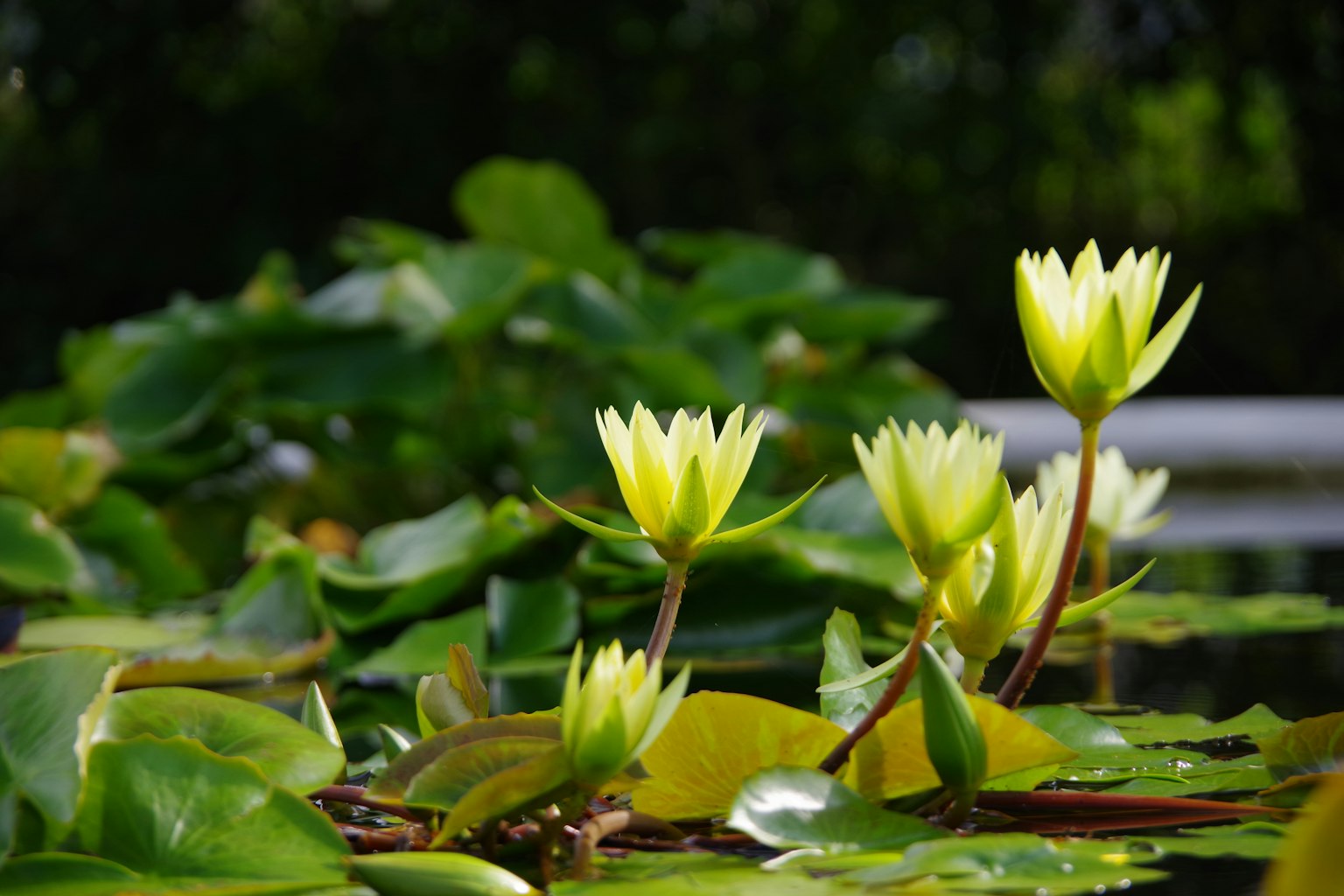 Teratai kuning mekar di kolam dengan daun hijau