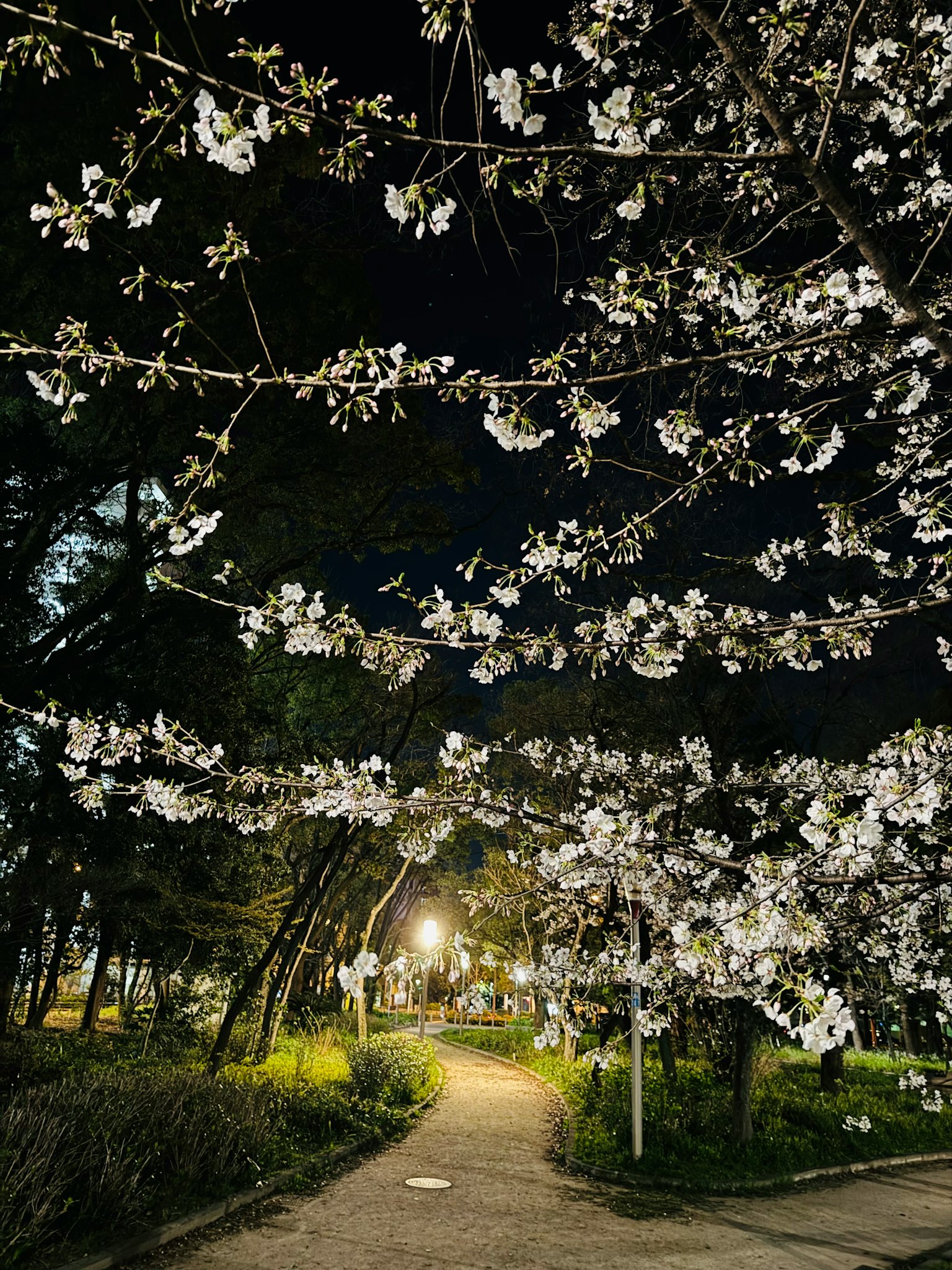 夜間櫻花和小徑的景色