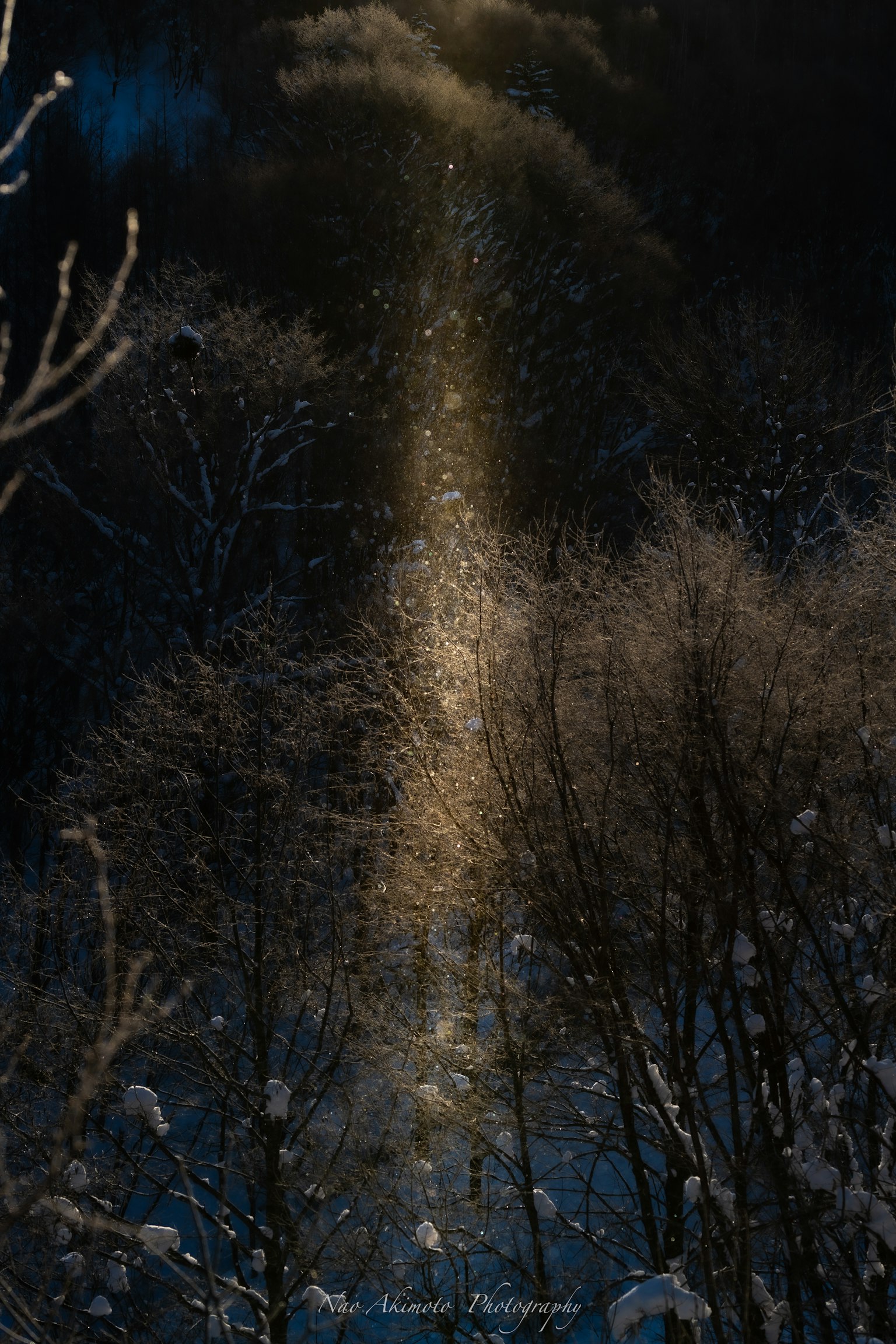 夜间森林场景，雪花飘落，光线透过树木