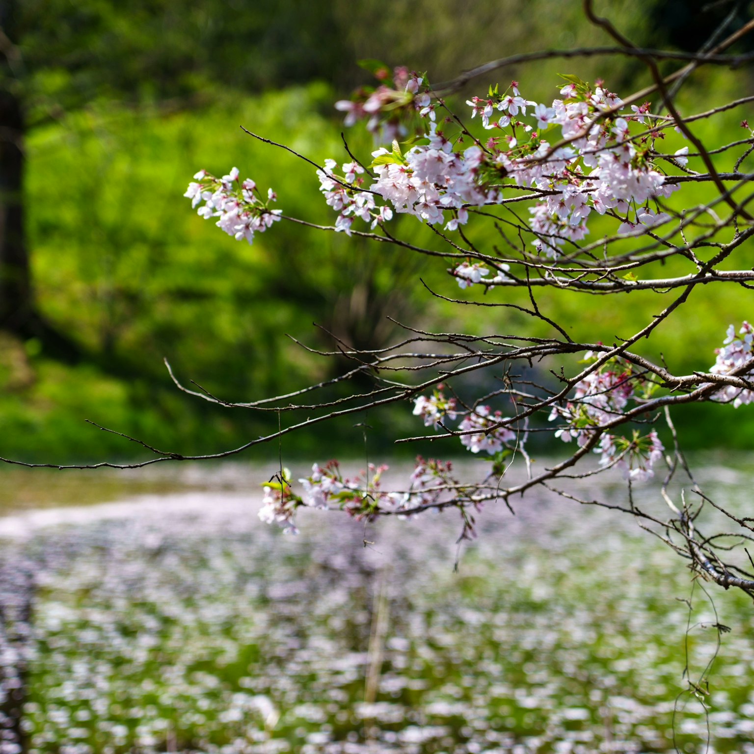 Cherry blossom tree with pink flowers and lush green background