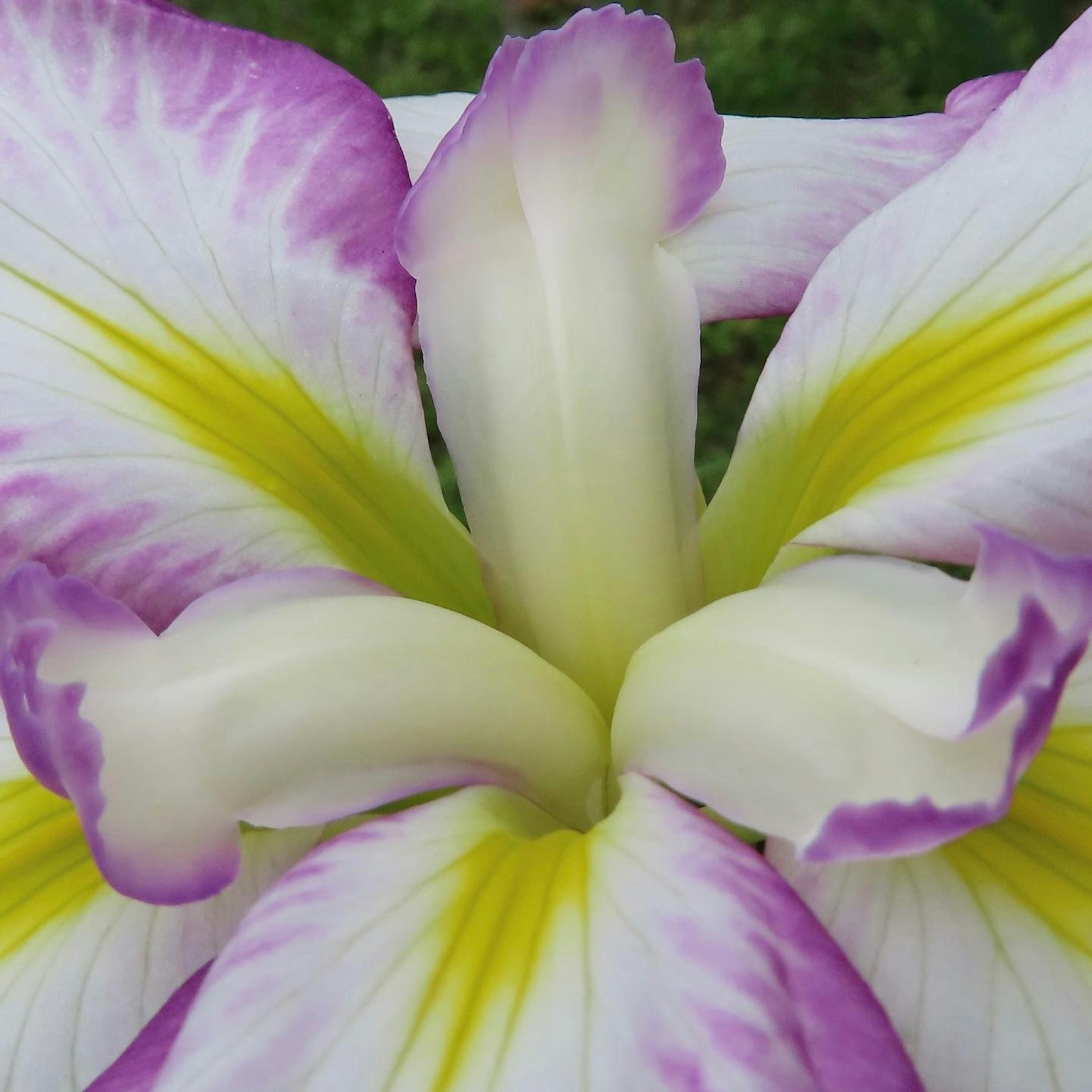 Nahaufnahme einer Blume mit lila und gelben Blütenblättern
