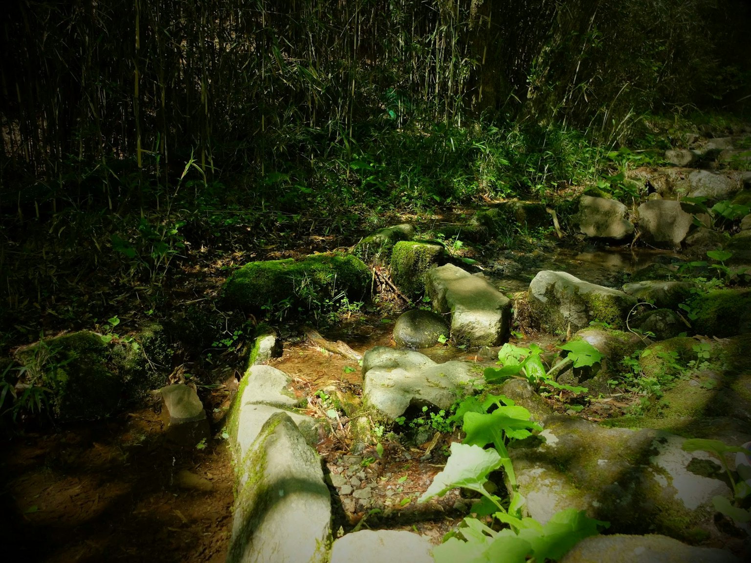 Camino de piedras cubiertas de musgo con plantas verdes exuberantes en un entorno forestal