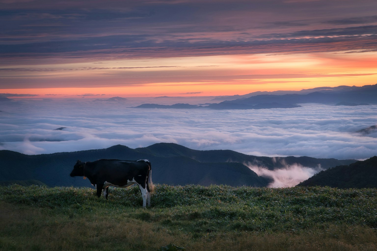 Eine schwarz-weiße Kuh weidet auf einem Feld mit einem Wolkenmeer bei Sonnenuntergang