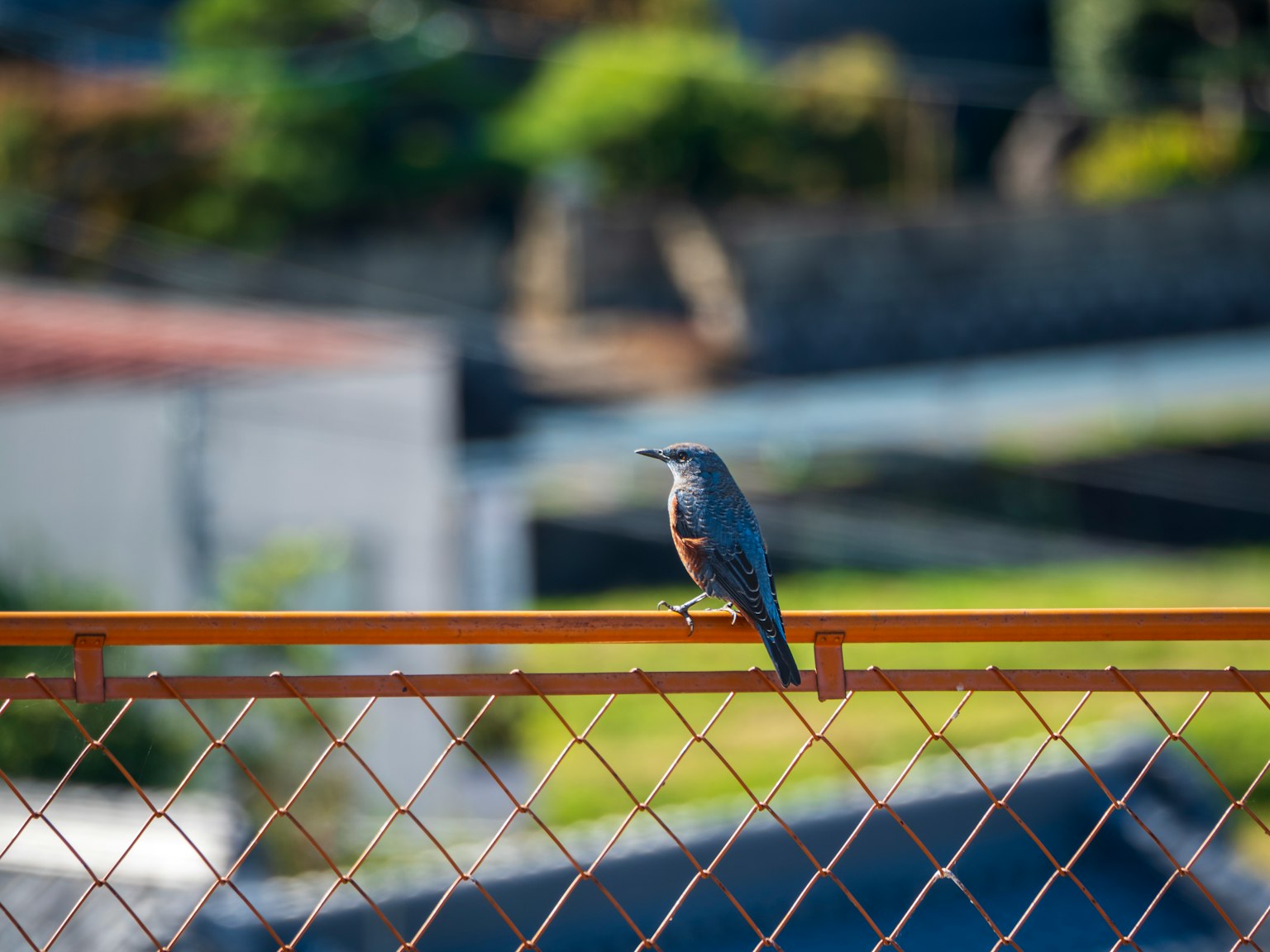 Oiseau gris perché sur une clôture avec un arrière-plan flou de verdure et de bâtiments