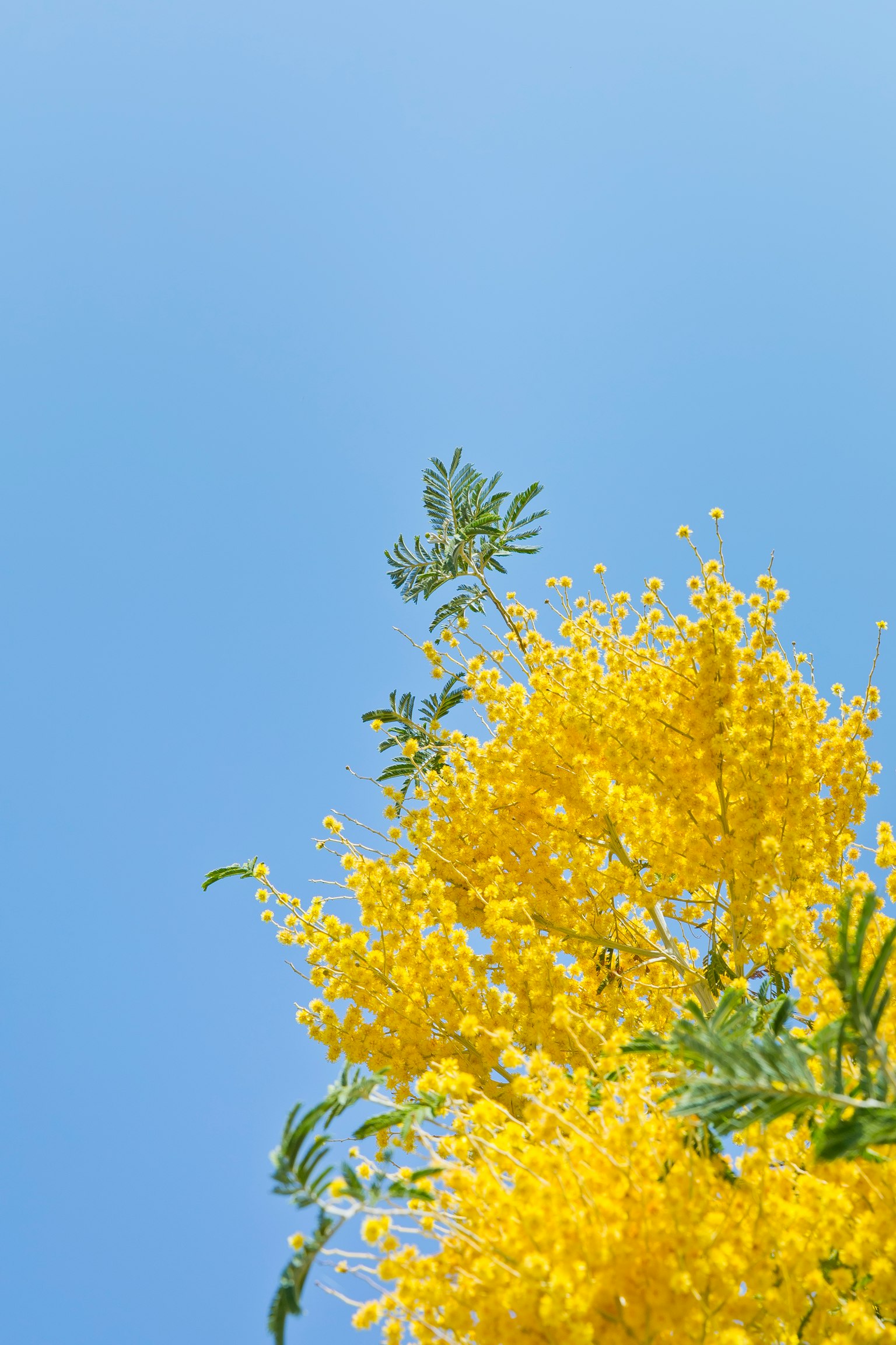 Bright yellow mimosa flowers against a blue sky