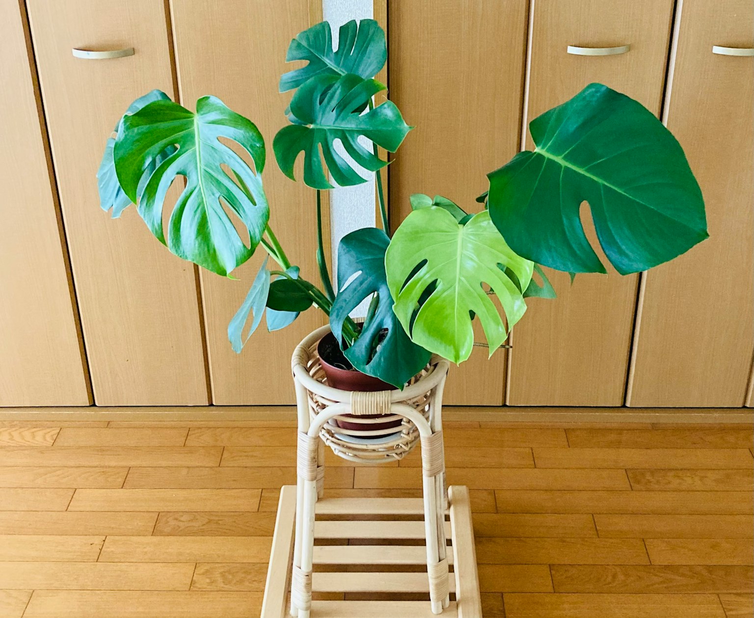 Plante Monstera dans un support en bois à l'intérieur