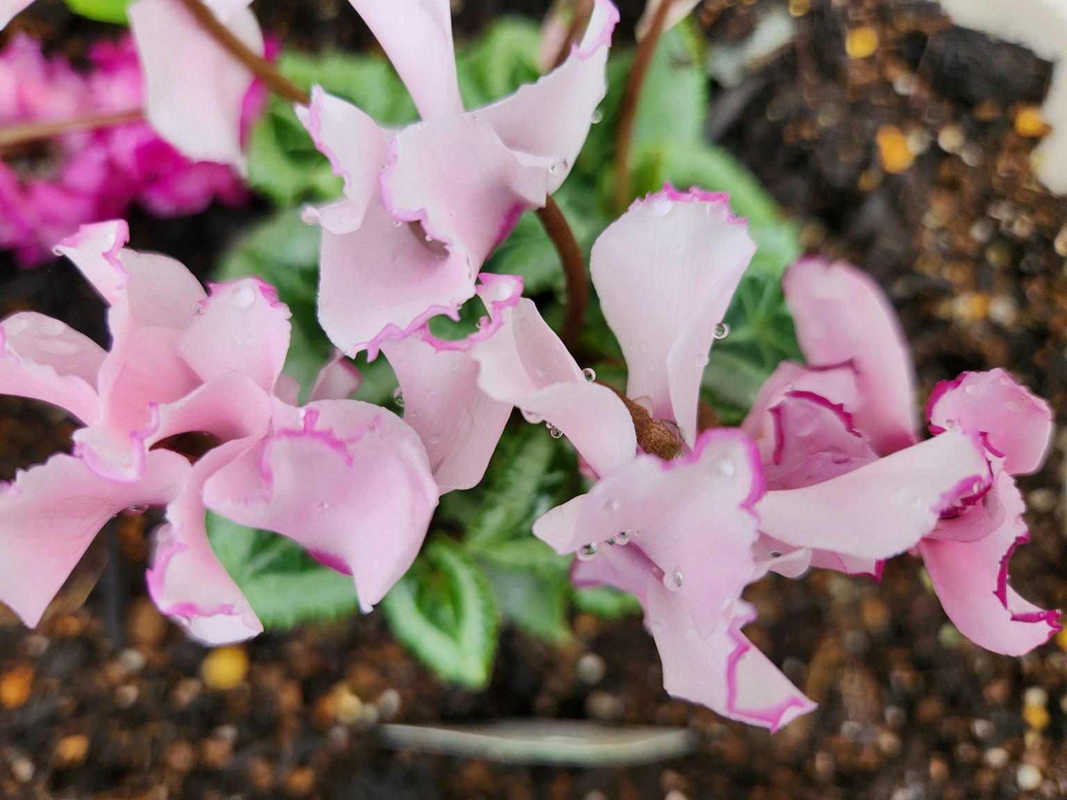 Primer plano de una planta con flores rosas vibrantes