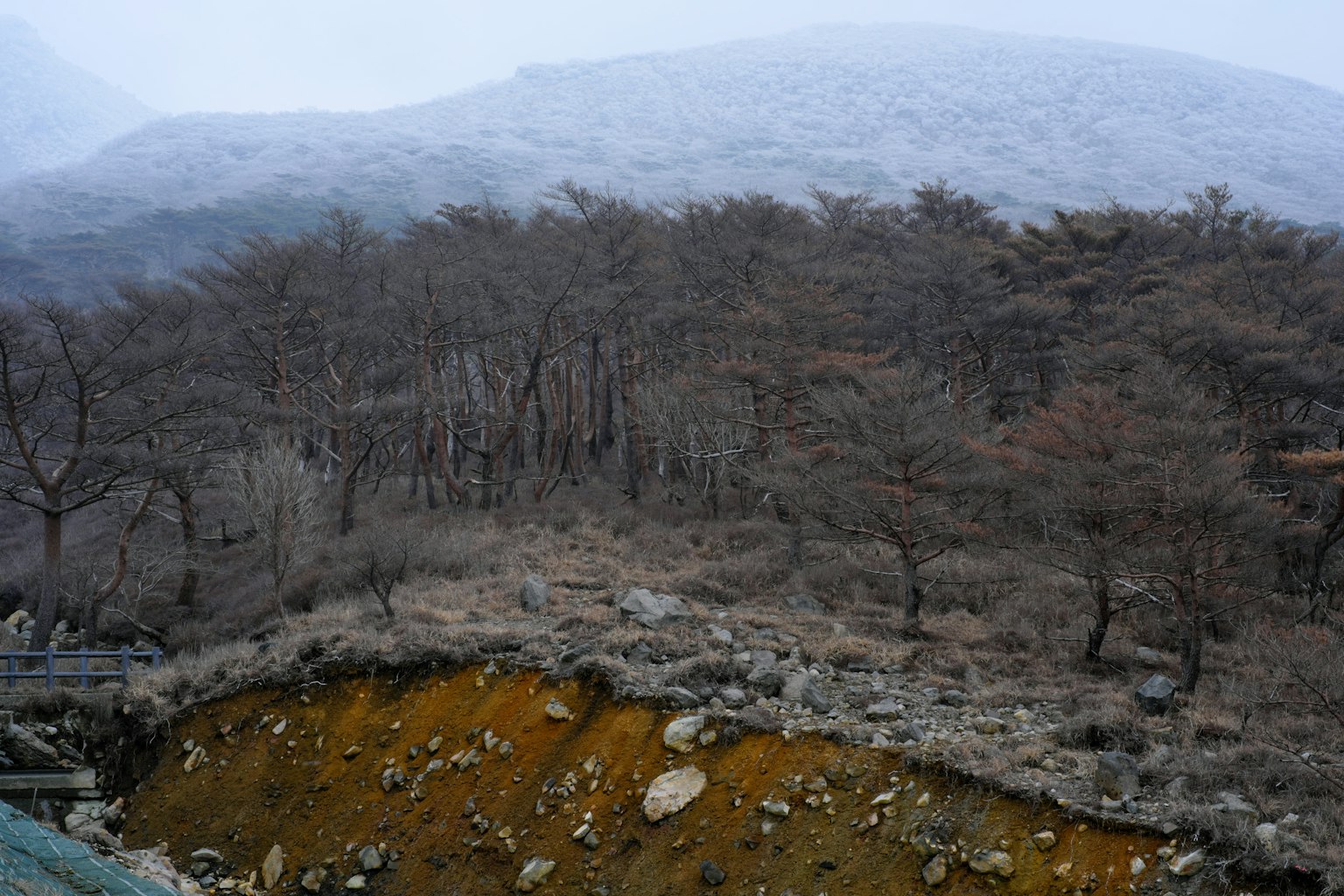 Paysage avec des montagnes enneigées et des arbres dépouillés