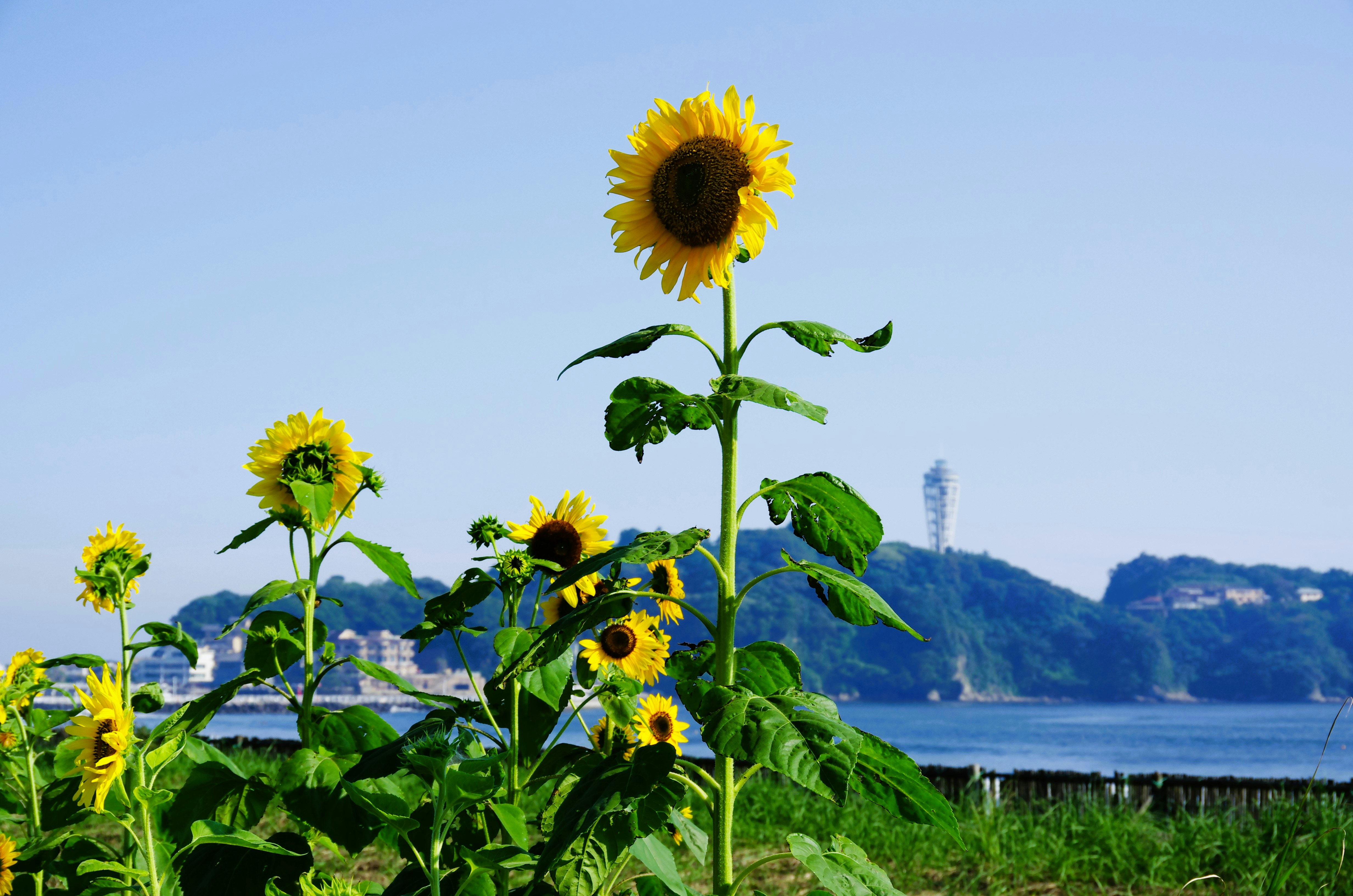 向日葵と片瀬海岸の海辺の景色