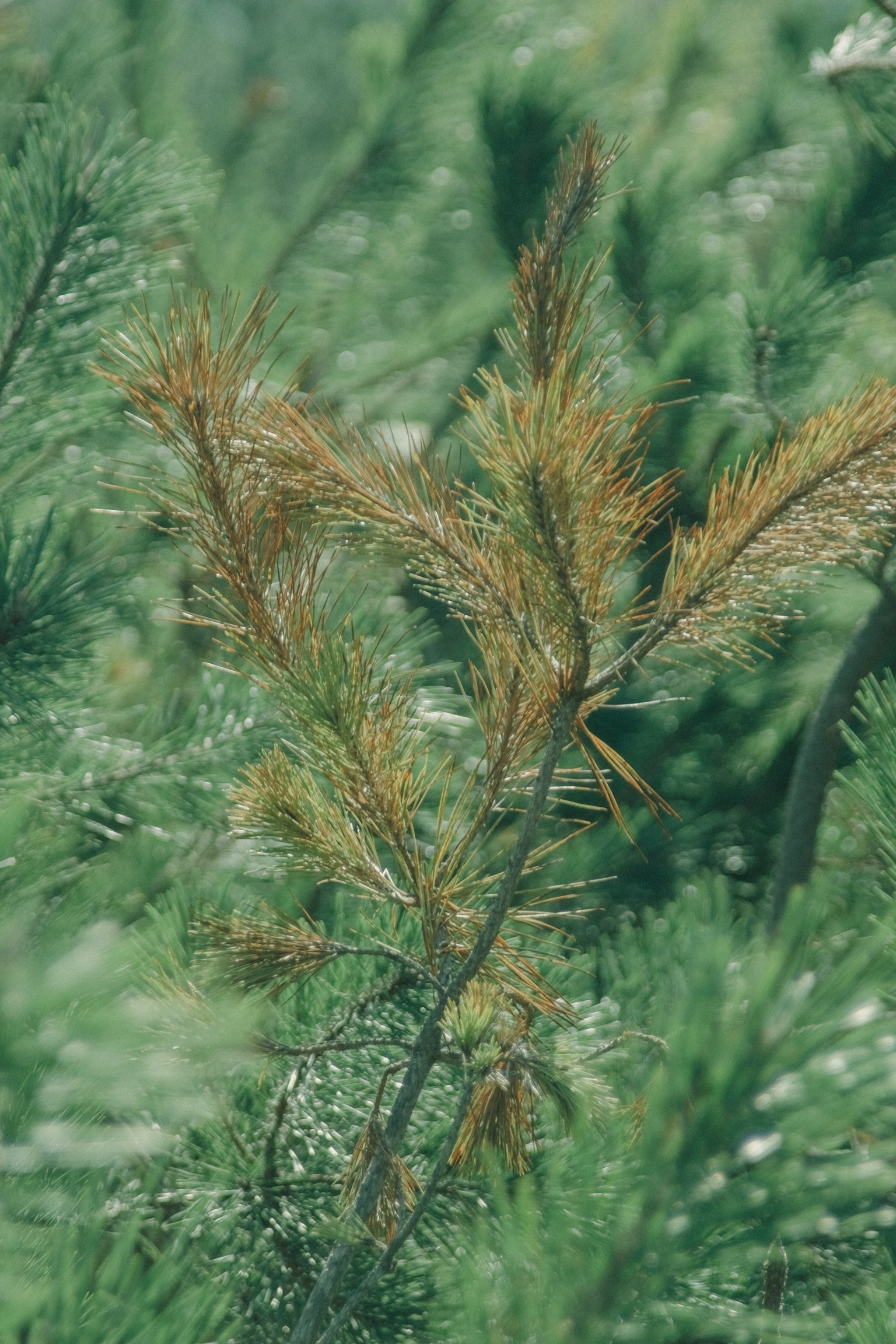 Brown pine branch against a green foliage background