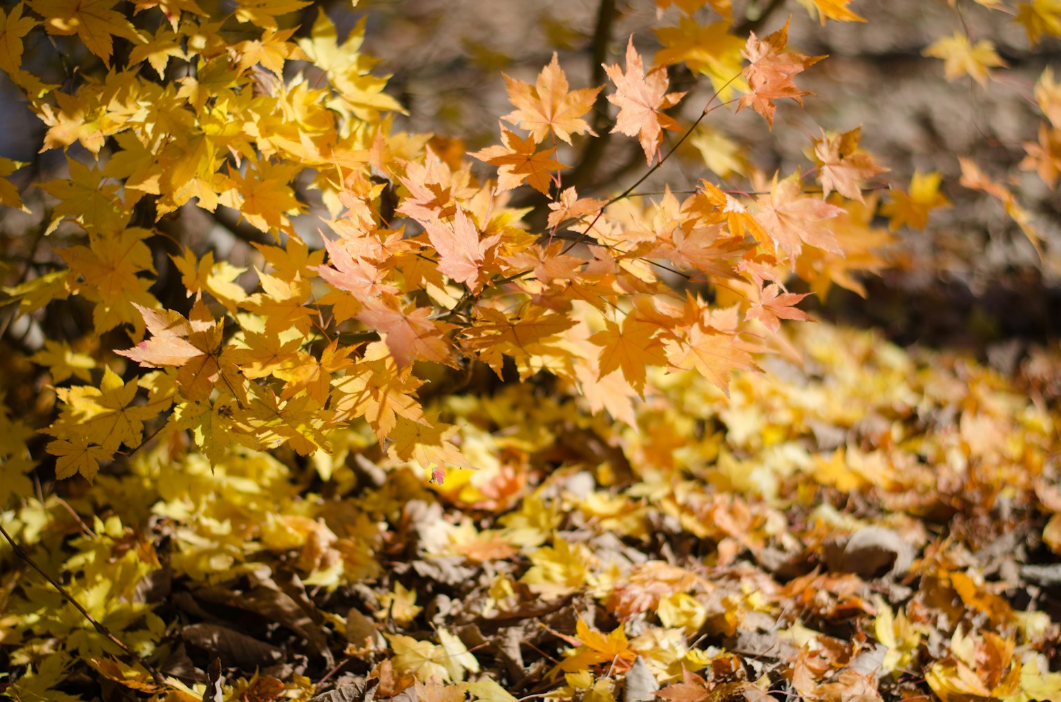 Escena de otoño con hojas de arce naranjas y amarillas esparcidas por el suelo