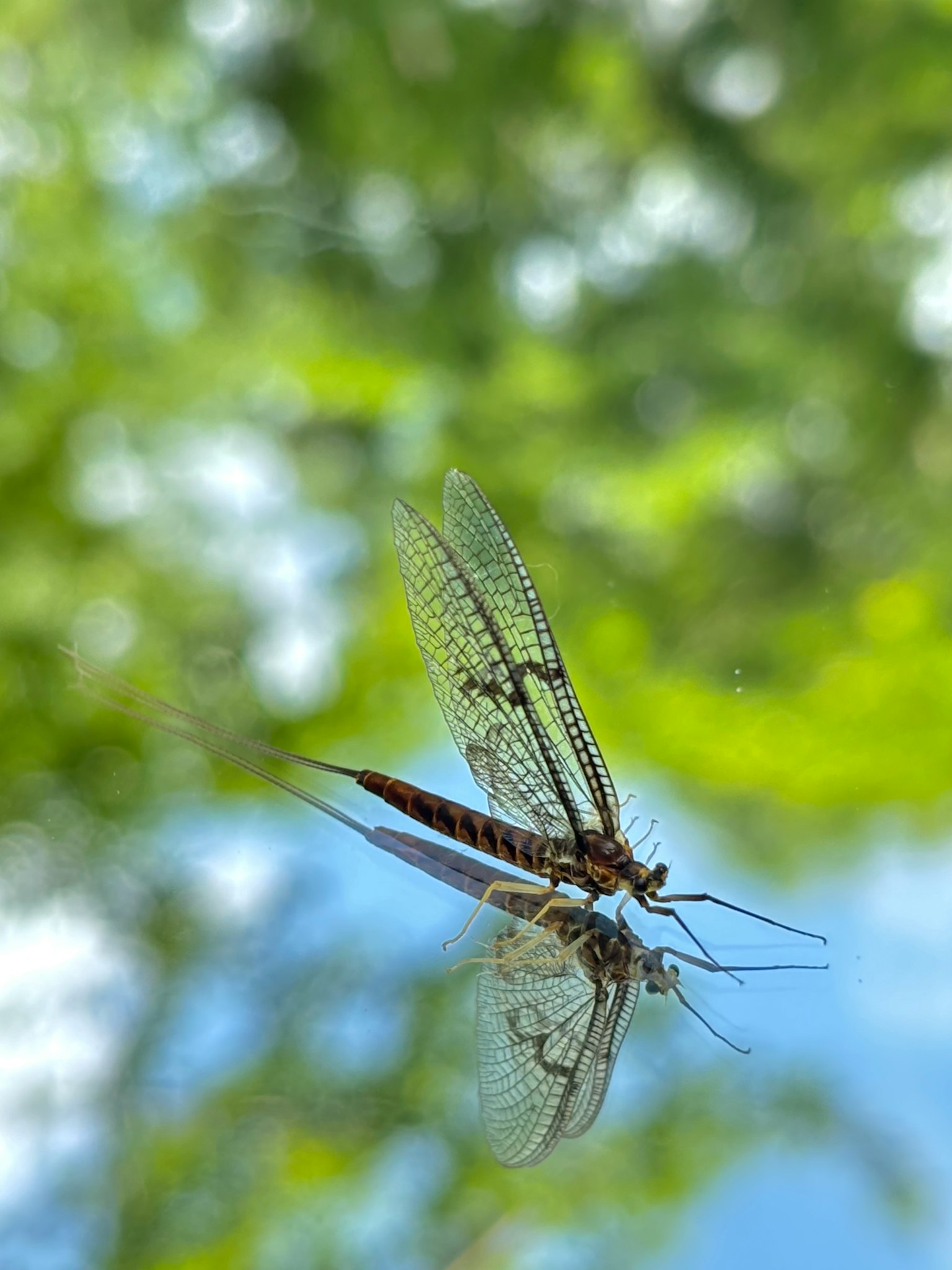 Close-up of an insect with transparent wings against a green background