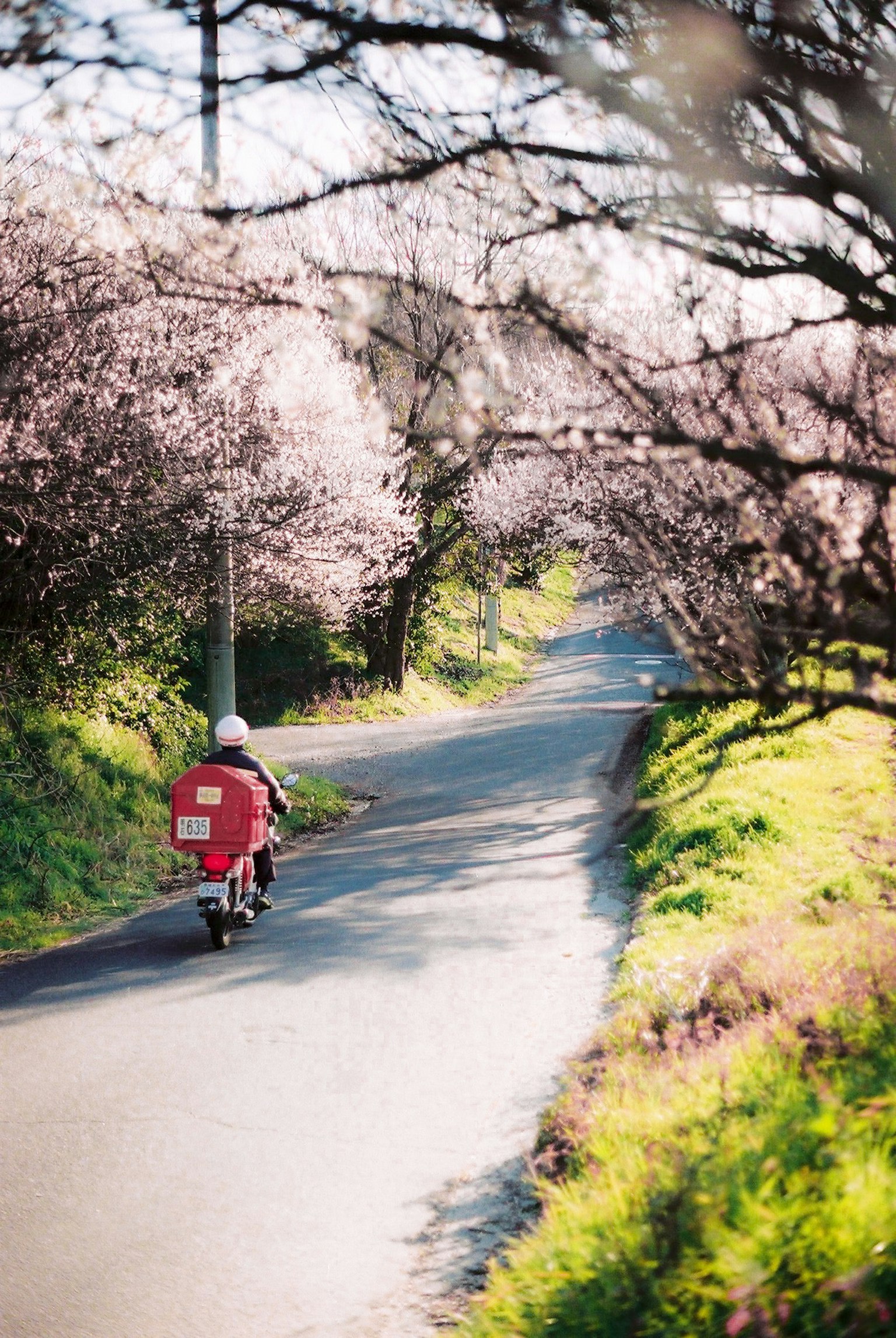 Sepeda pengantar merah melaju di jalan yang dikelilingi pohon sakura