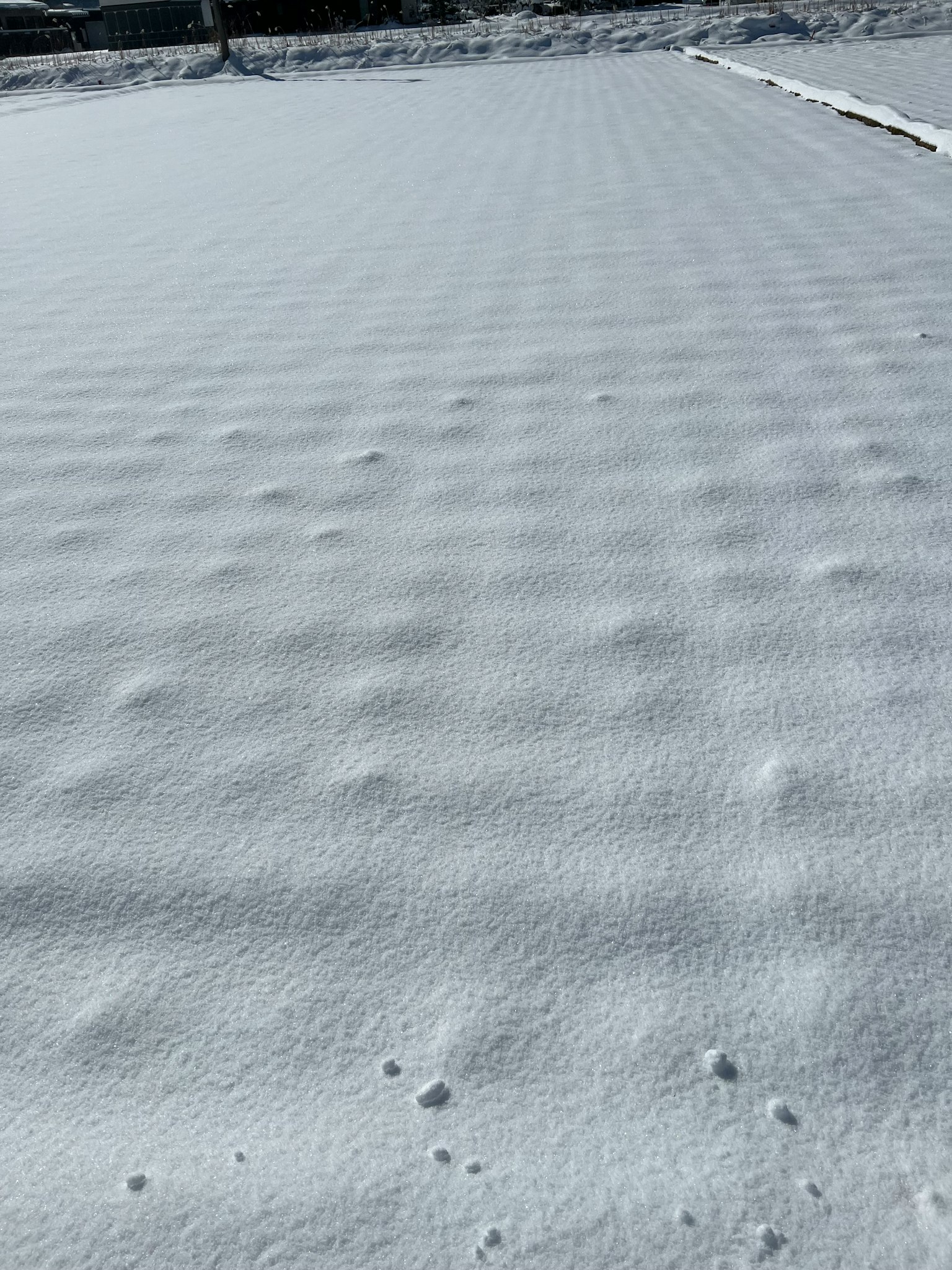 平坦的雪地上有微妙的起伏和图案