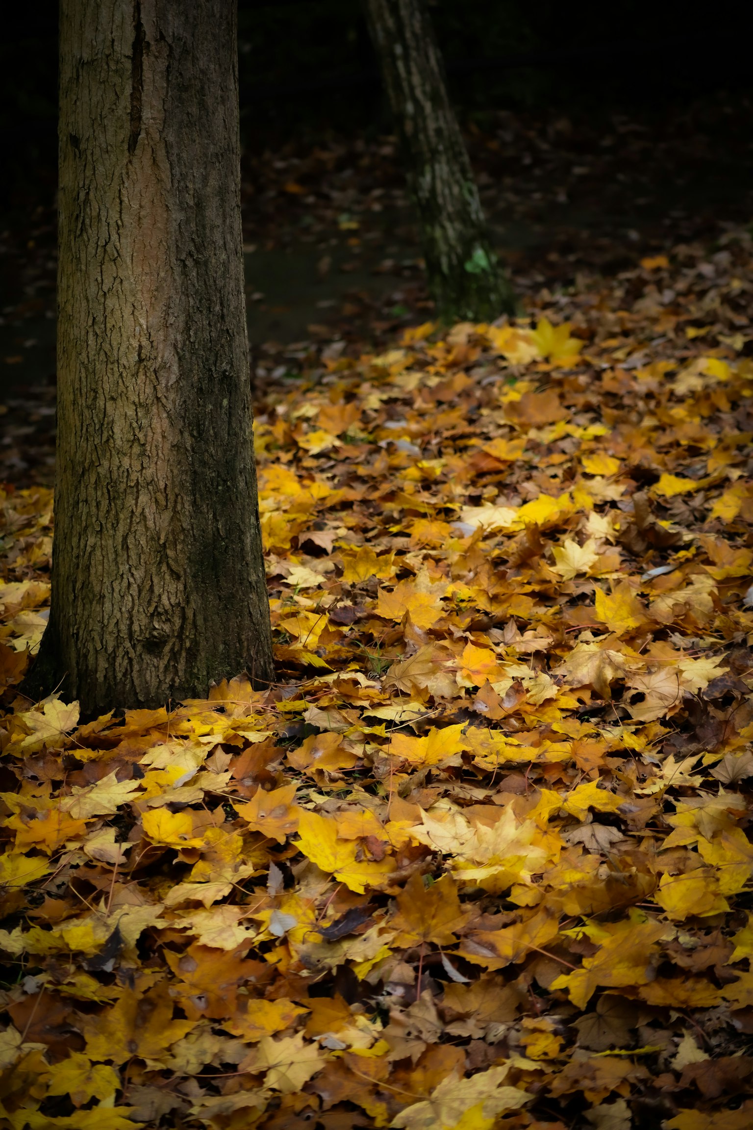 Autumn yellow leaves scattered around a tree