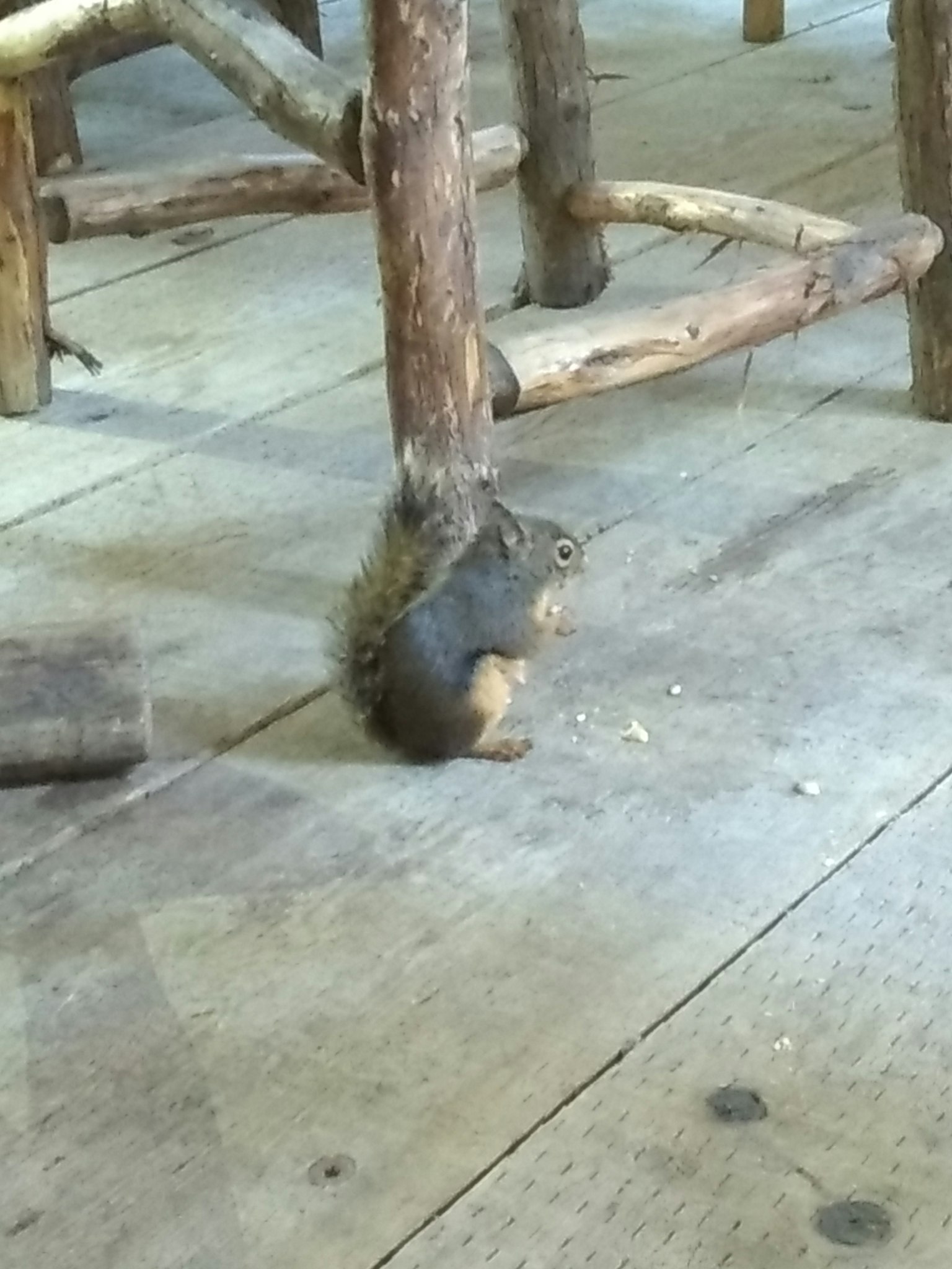 木製の椅子の足元にいるリスが木の床にいます