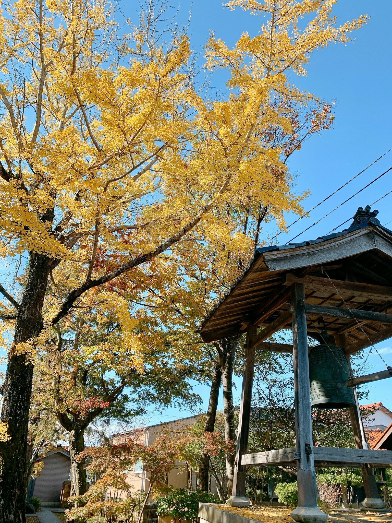 Vue pittoresque d'un arbre de ginkgo jaune et d'une tour de cloche en automne