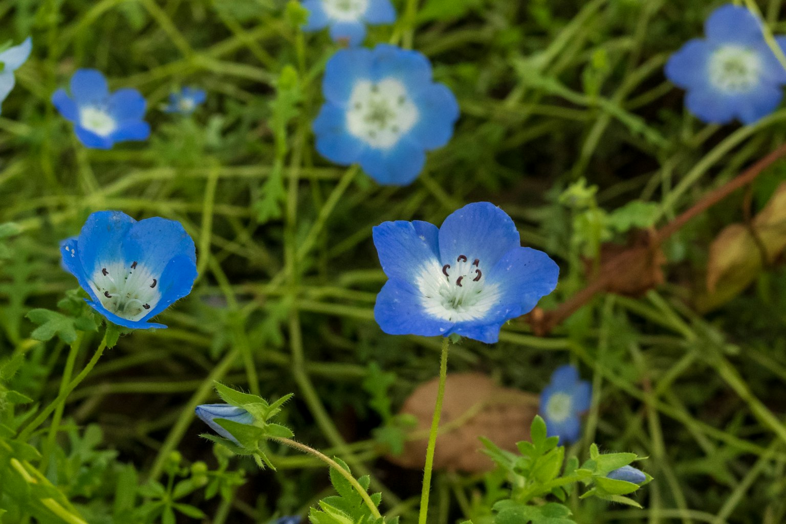 Primo piano di fiori blu che sbocciano nell'erba verde