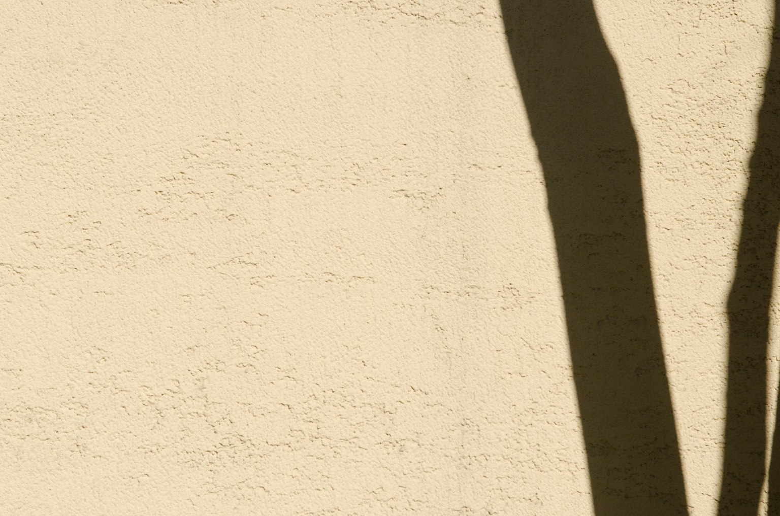 Ombre d'arbre projetée sur un mur texturé