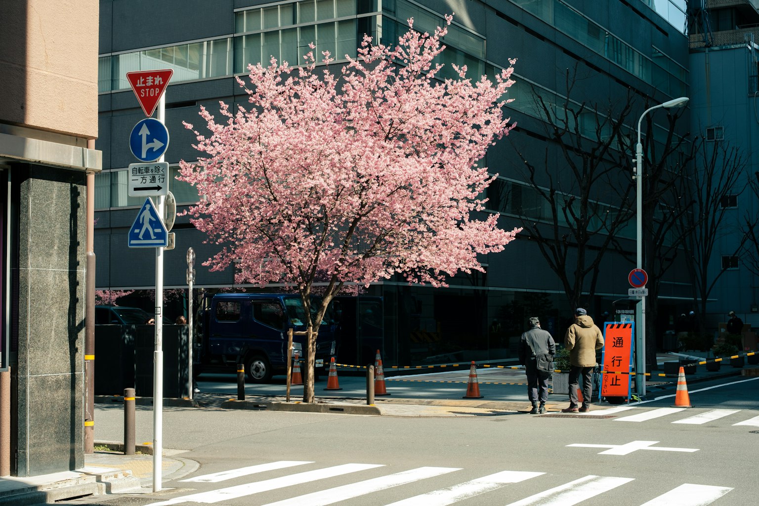 城市交叉口盛开的樱花树