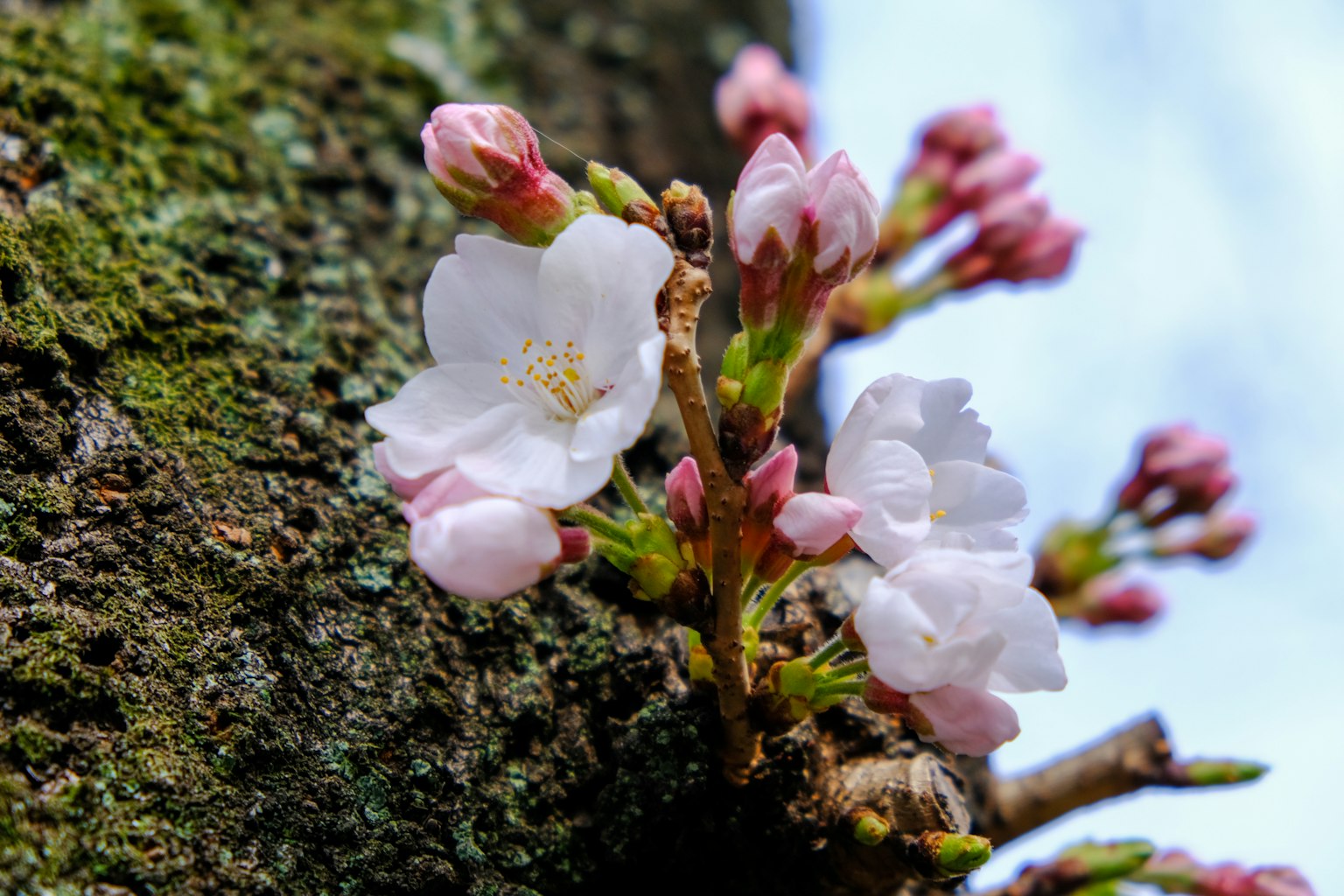 Cherry blossoms and buds blooming on a tree trunk