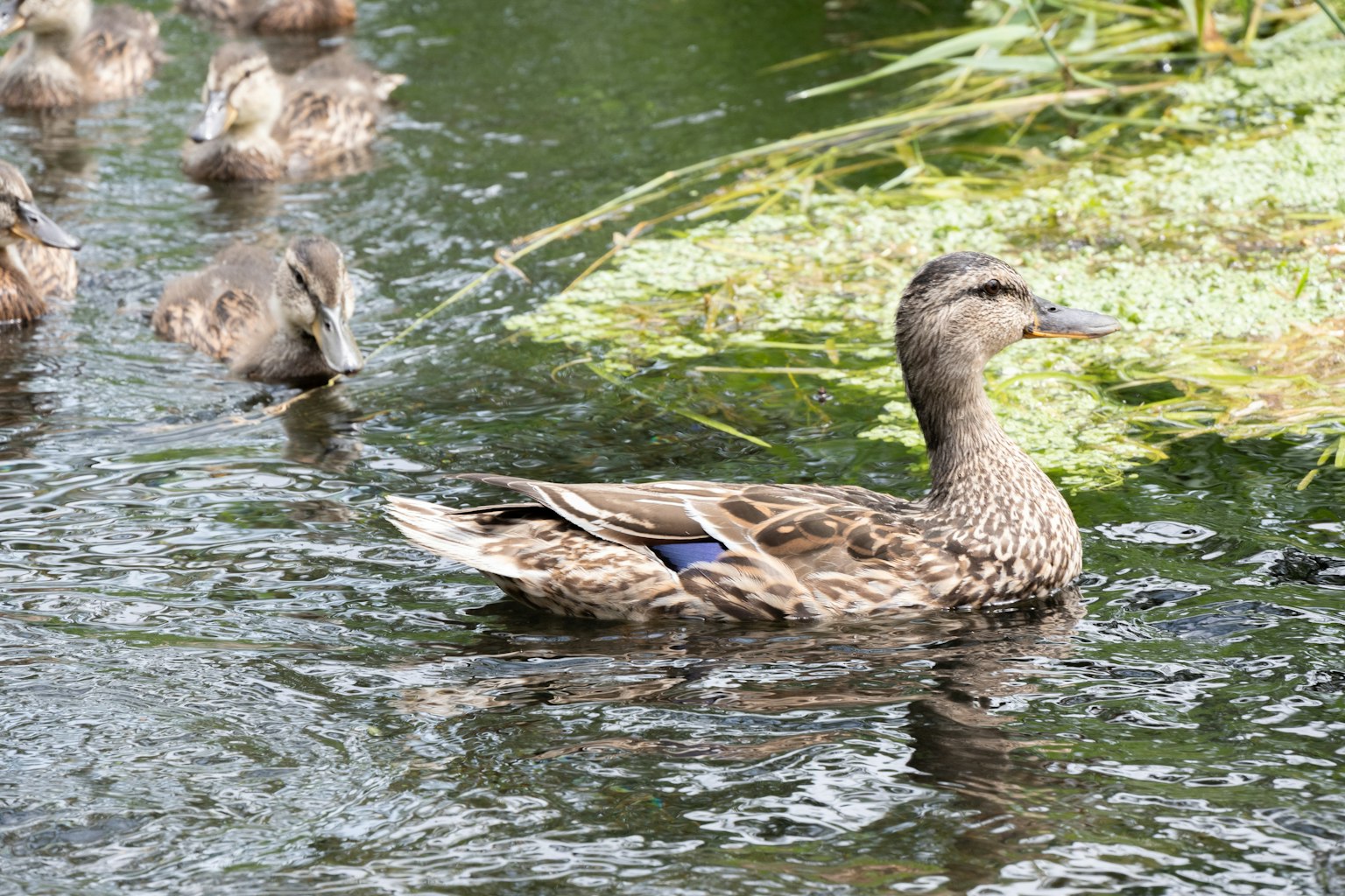 A group of ducks swimming on the water with one duck in the foreground