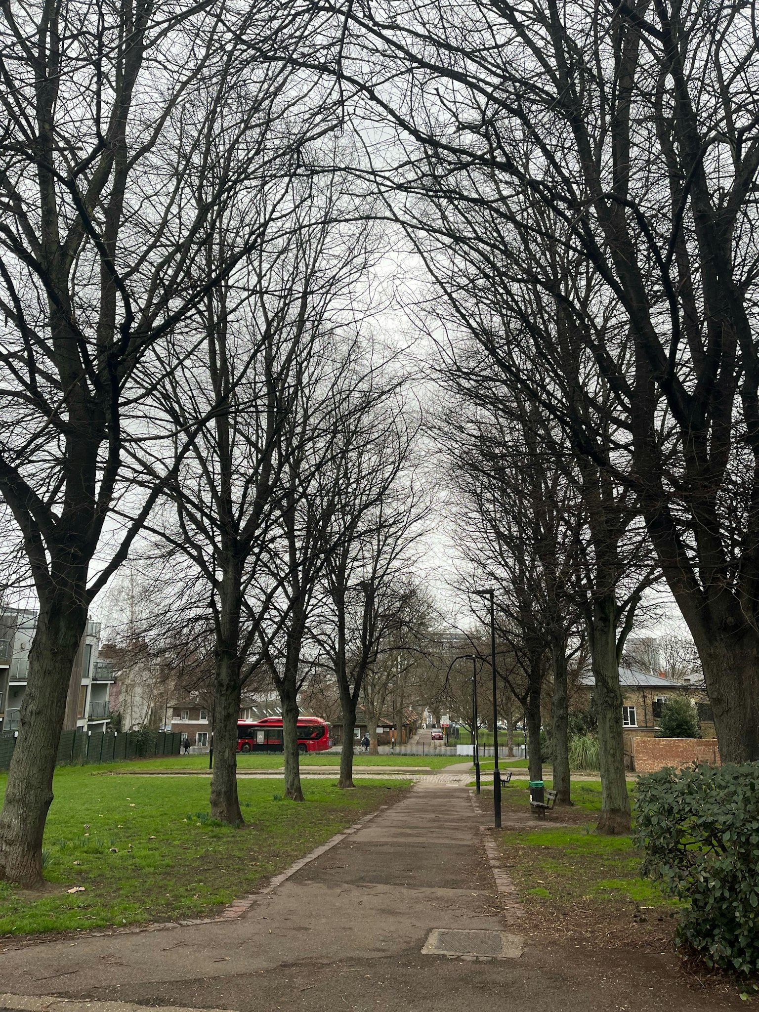 冬季公園小徑旁的光禿樹木和陰天