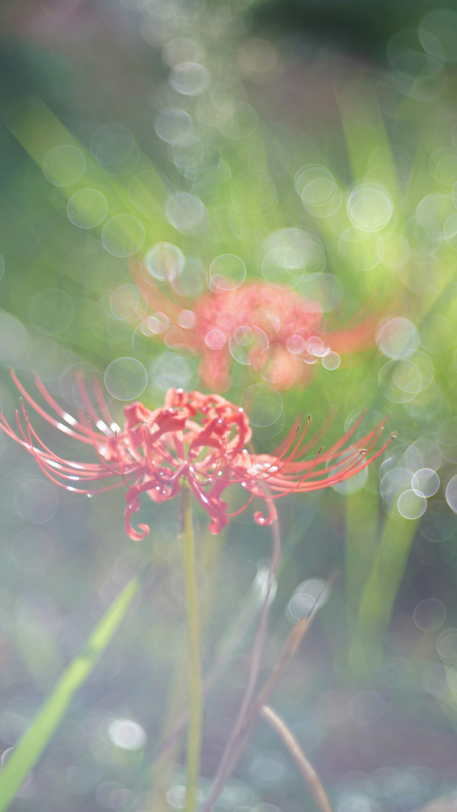 Bellissimo paesaggio con un giglio ragno rosso sfocato