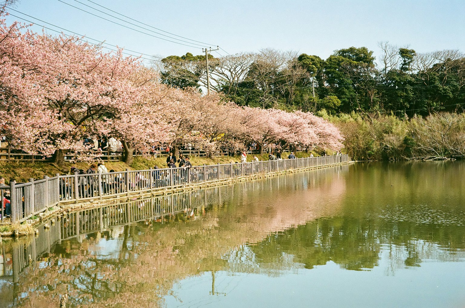 樱花树旁的池塘风景，有人在散步