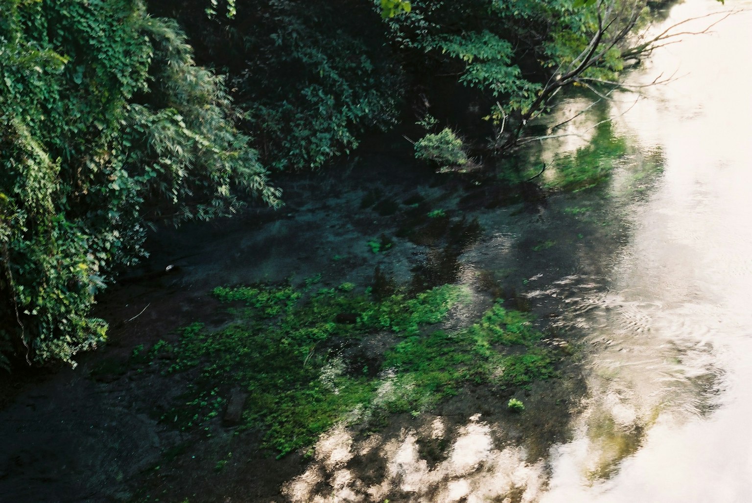 Scène de rivière tranquille avec une forêt verdoyante