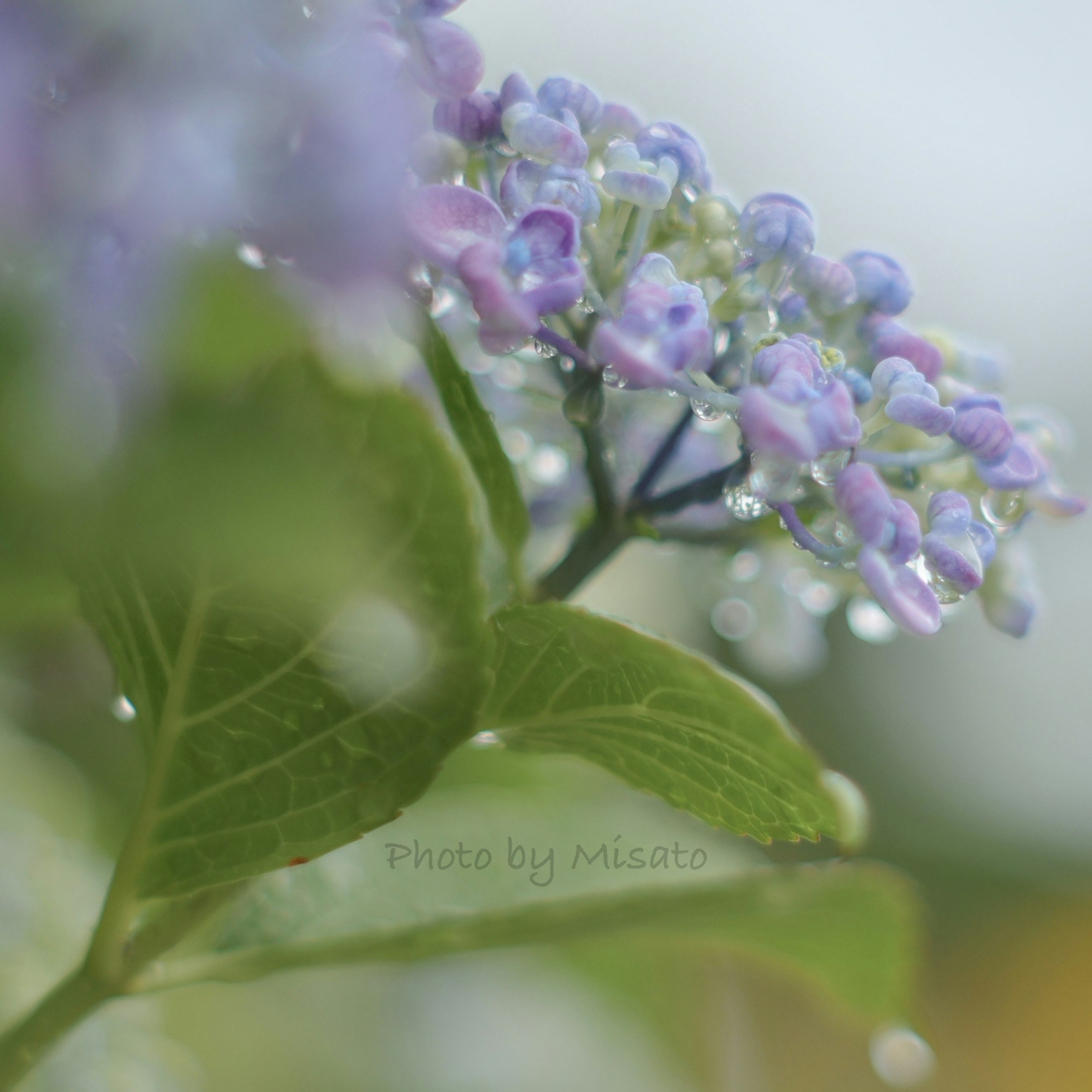 きらきら輝く紫陽花の花と淡い葉のクローズアップ