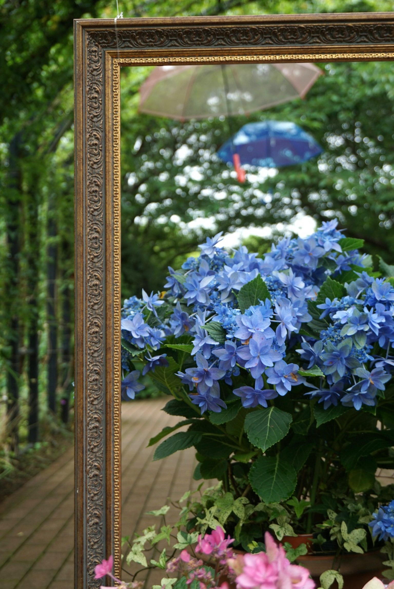 藍色繡球花在裝飾框中，背景是綠色隧道