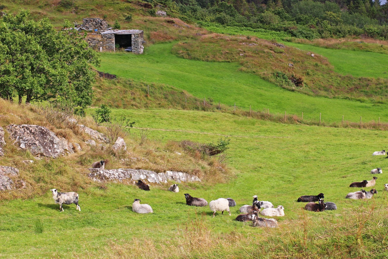 Des moutons se reposant sur une prairie verte avec un vieux hangar en arrière-plan