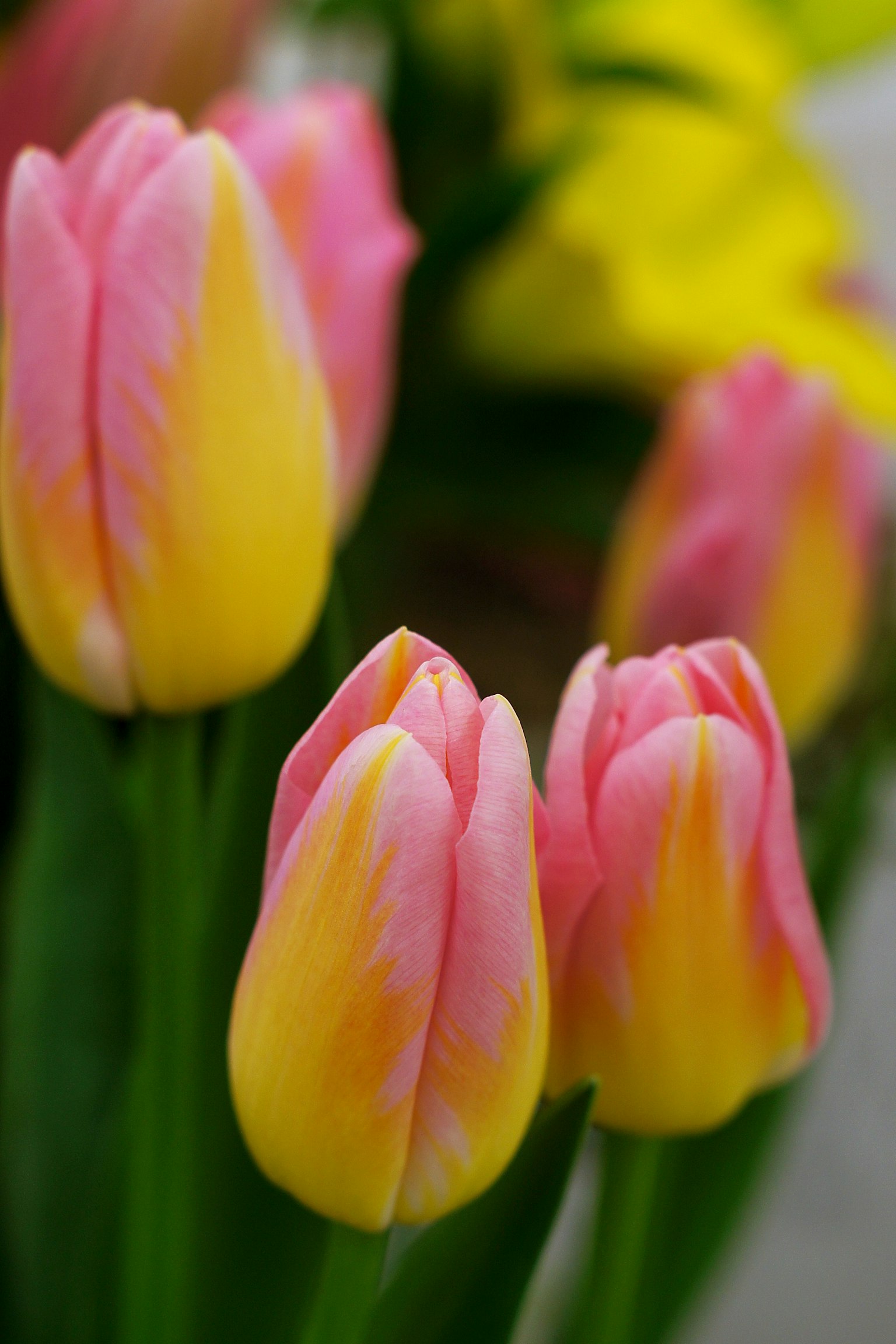 Un mazzo di tulipani rosa e gialli è in mostra