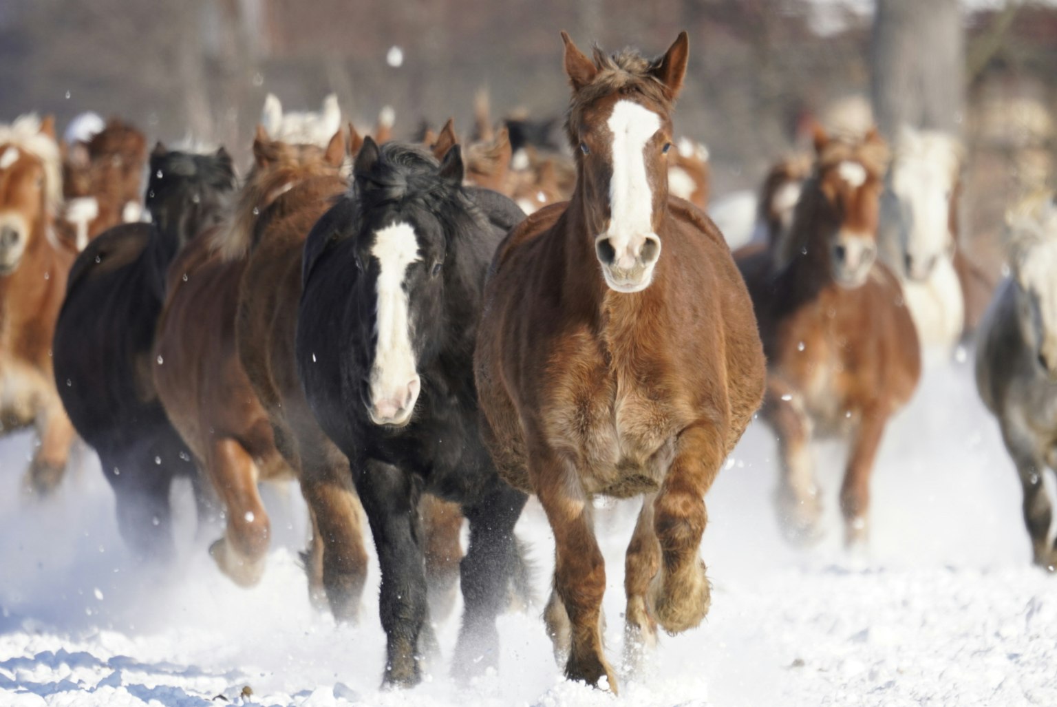 Immagine di un branco di cavalli che corre sulla neve
