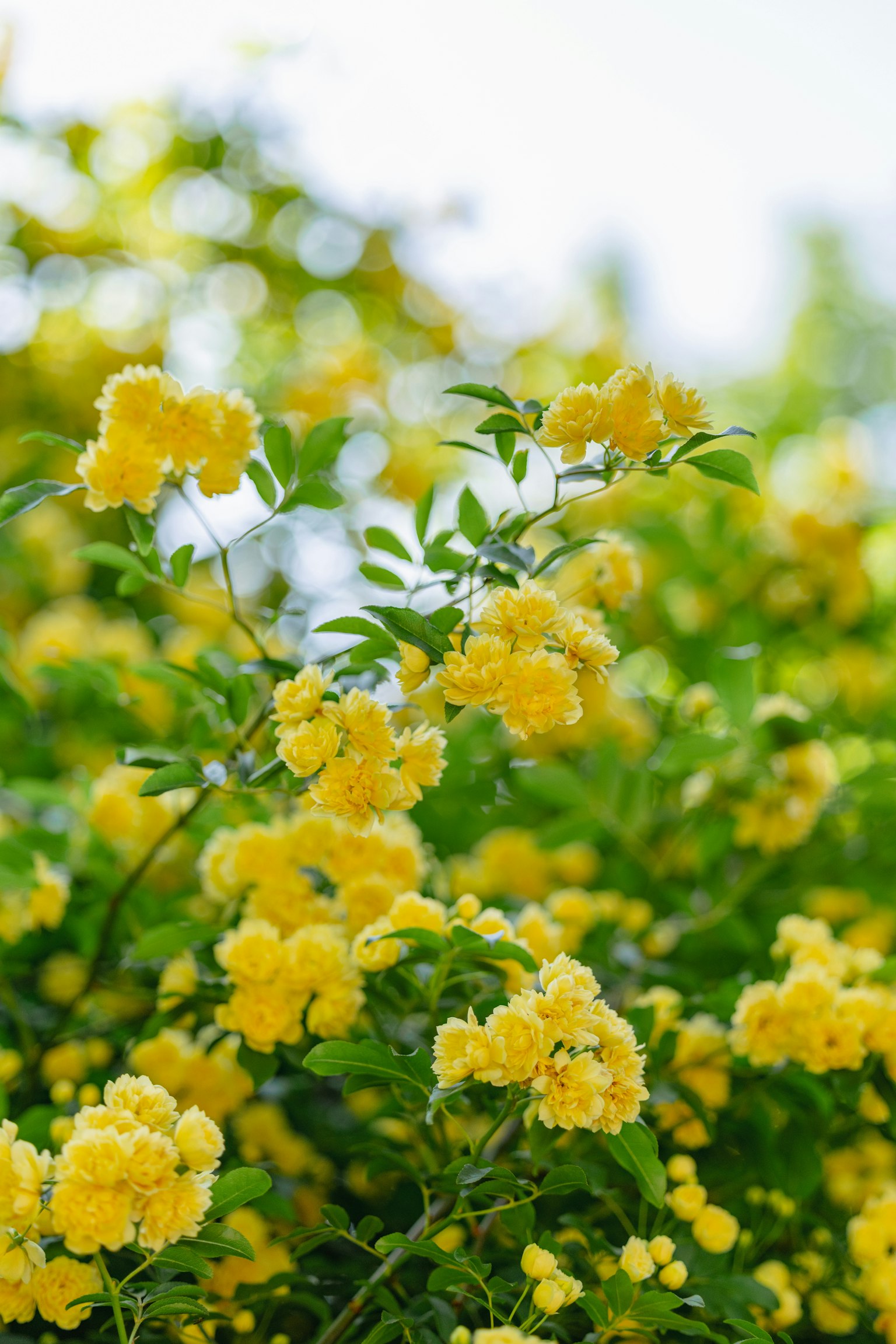Gros plan de fleurs jaunes vibrantes sur une plante verte