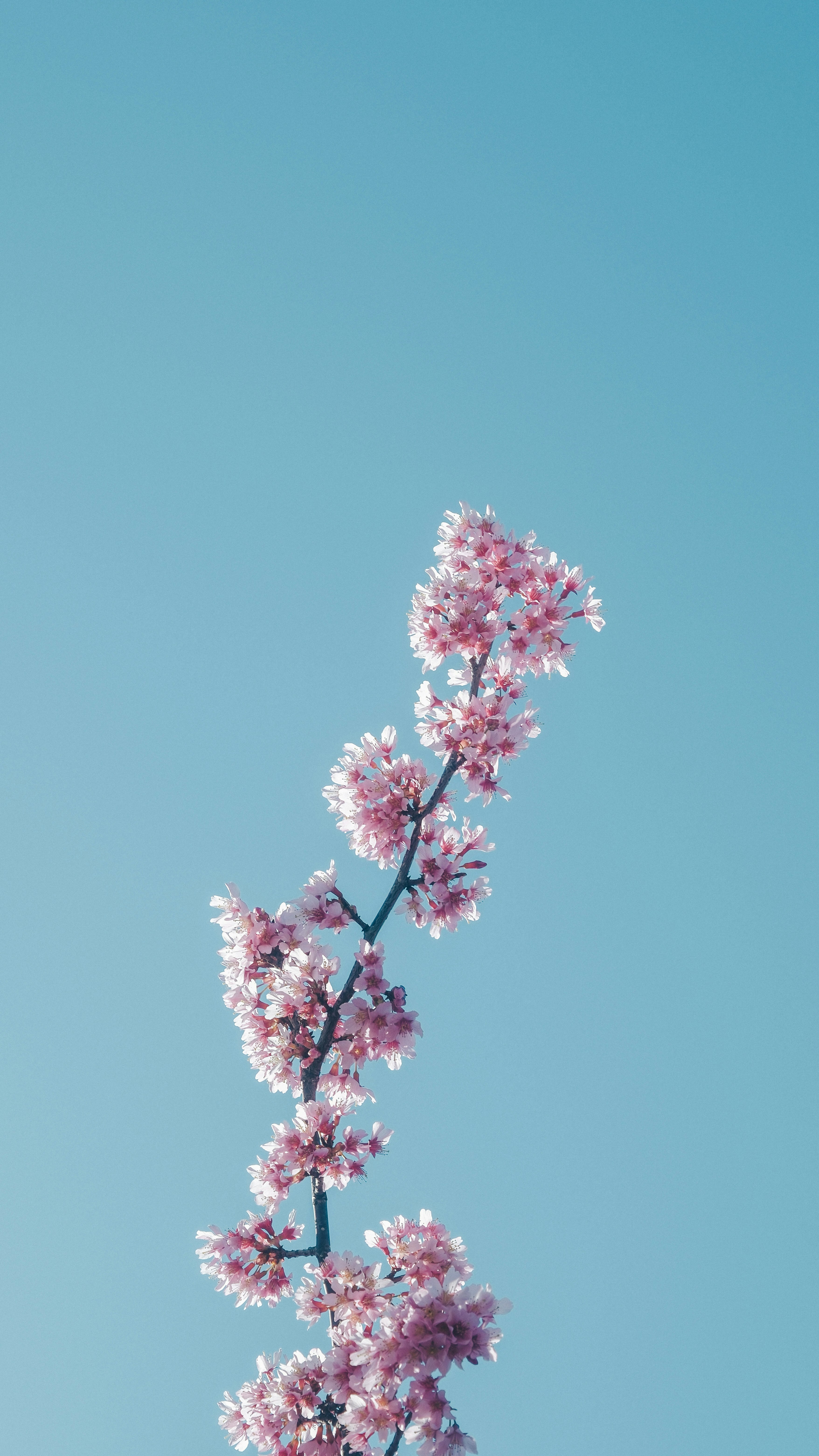 青空に咲くピンクの花の枝