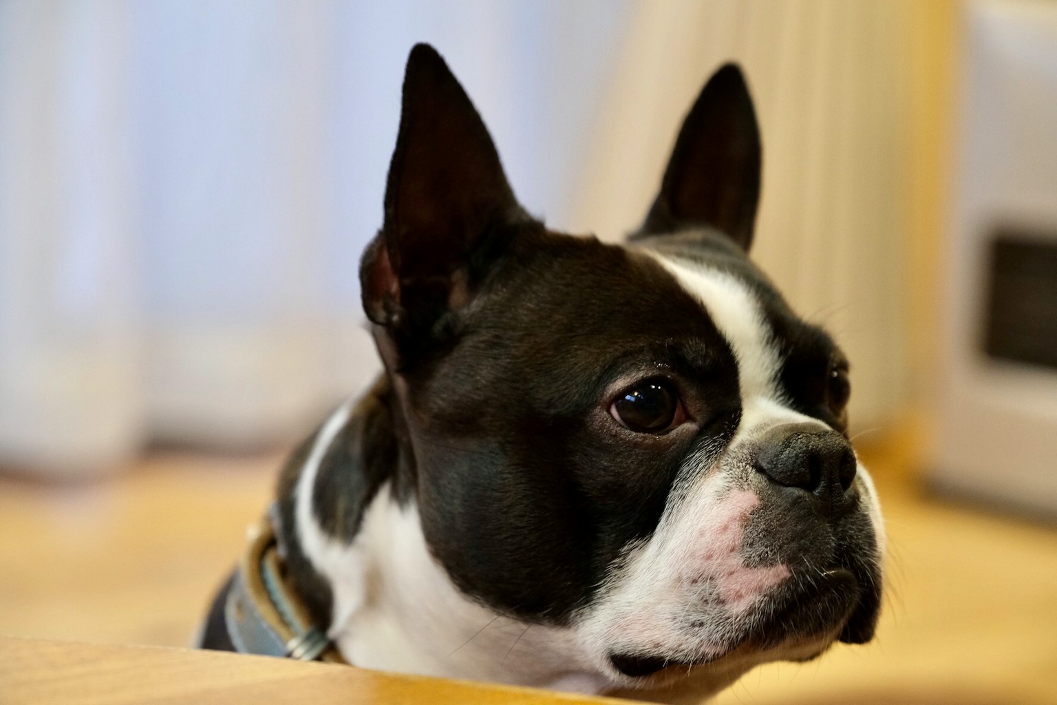 Seekor bulldog Prancis hitam dan putih mengintip dari bawah meja