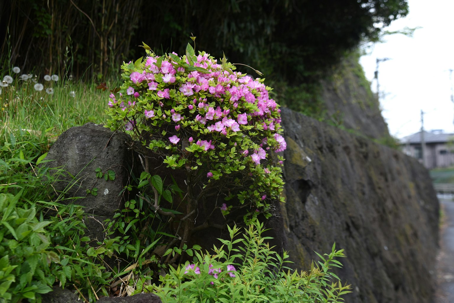 岩石間盛開的粉紅花朵和綠色草地