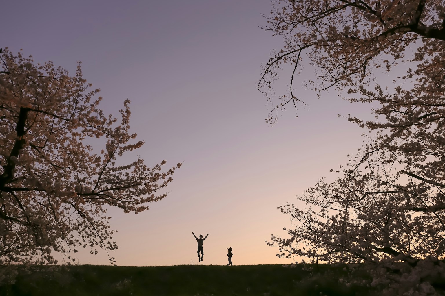 Siluet orang di senja antara pohon sakura