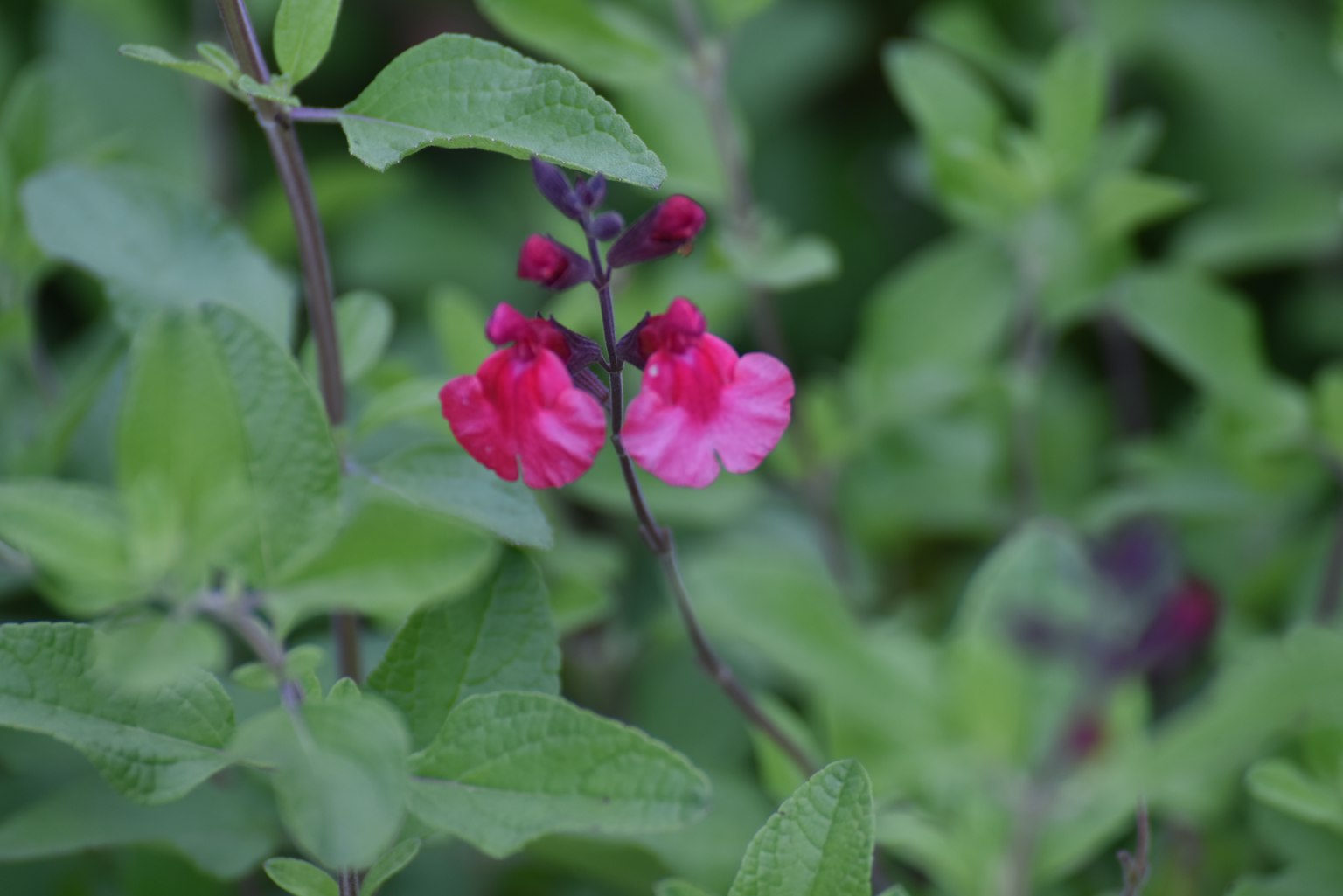 在绿色叶子之间盛开的鲜艳粉色花朵