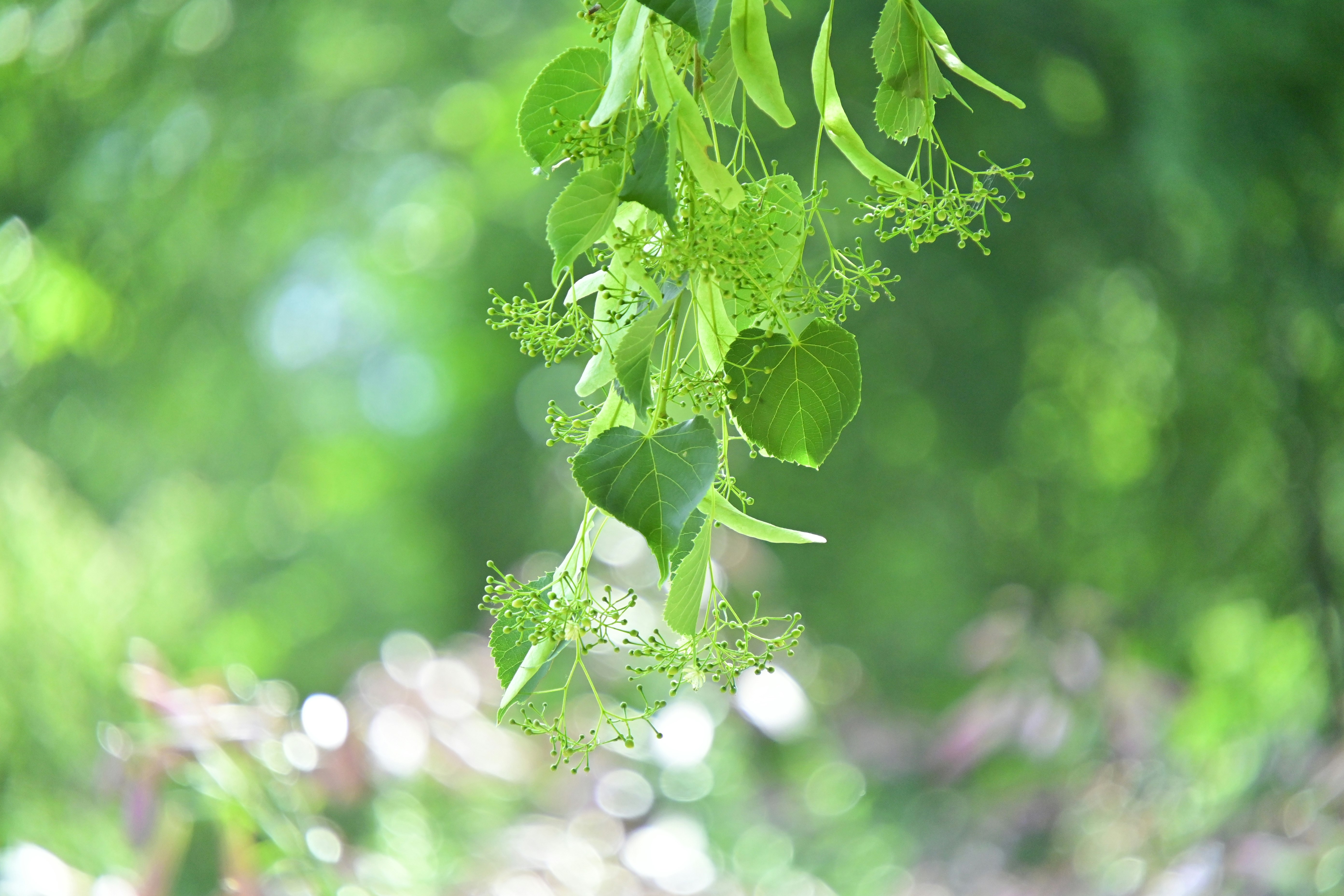close-up of fresh green leaves swaying