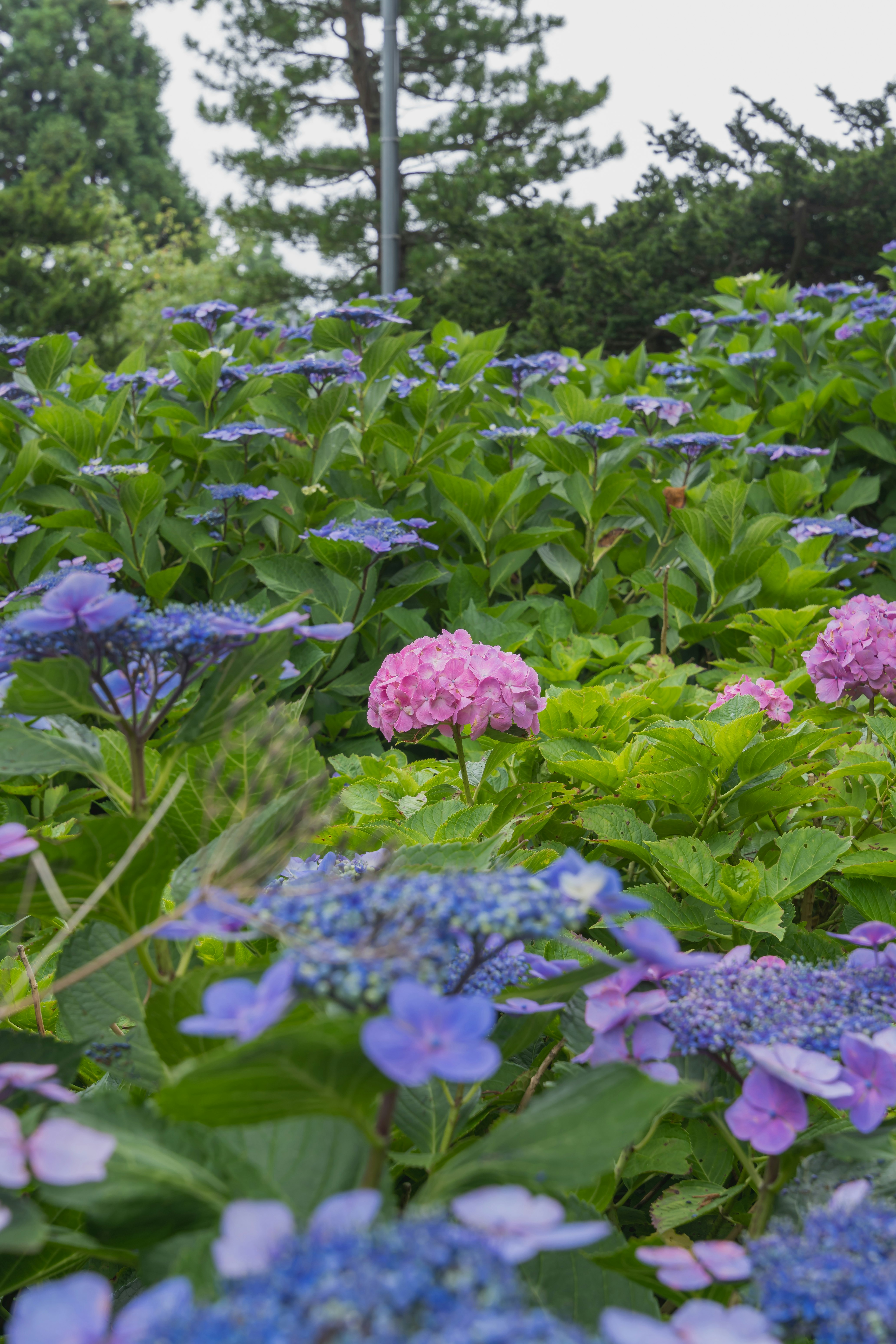 北海道伊達市・有珠善光寺の紫陽花が咲く花畑の風景