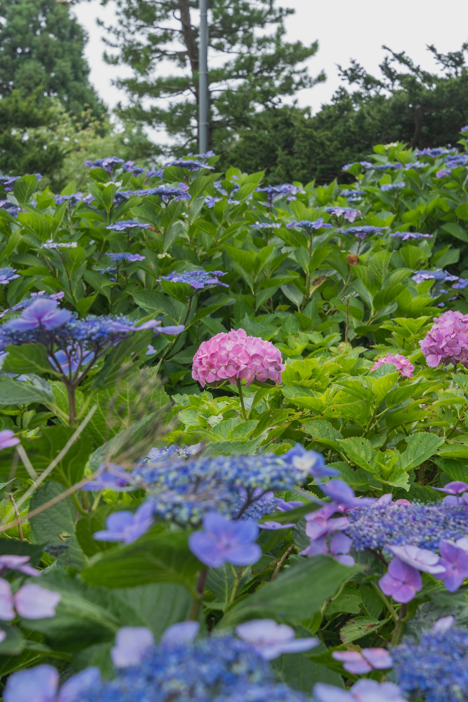 Pemandangan indah yang dipenuhi bunga hydrangea berwarna-warni