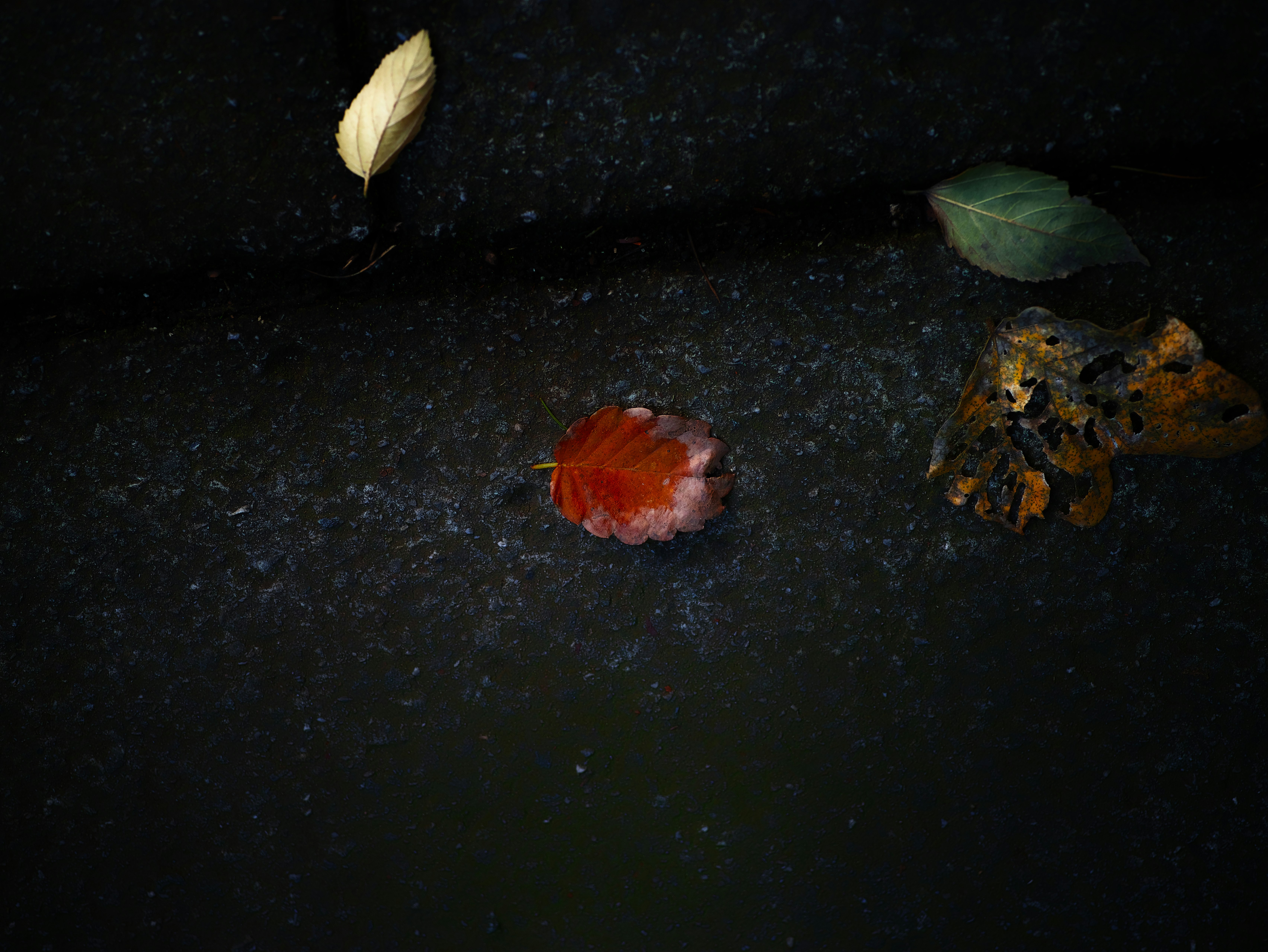 黒い背景に浮かぶ落ち葉と水面の小さな花
