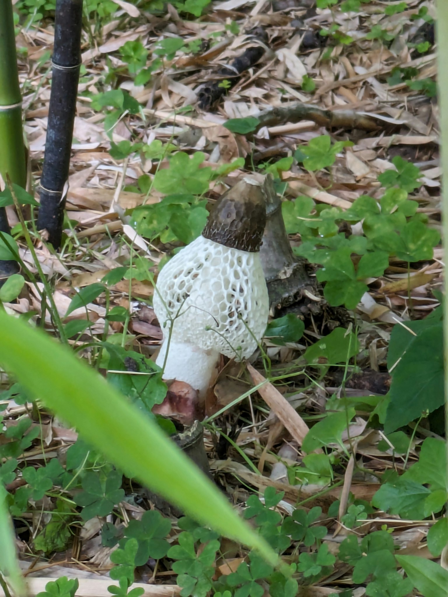 A mushroom with a white net-like covering growing on the ground